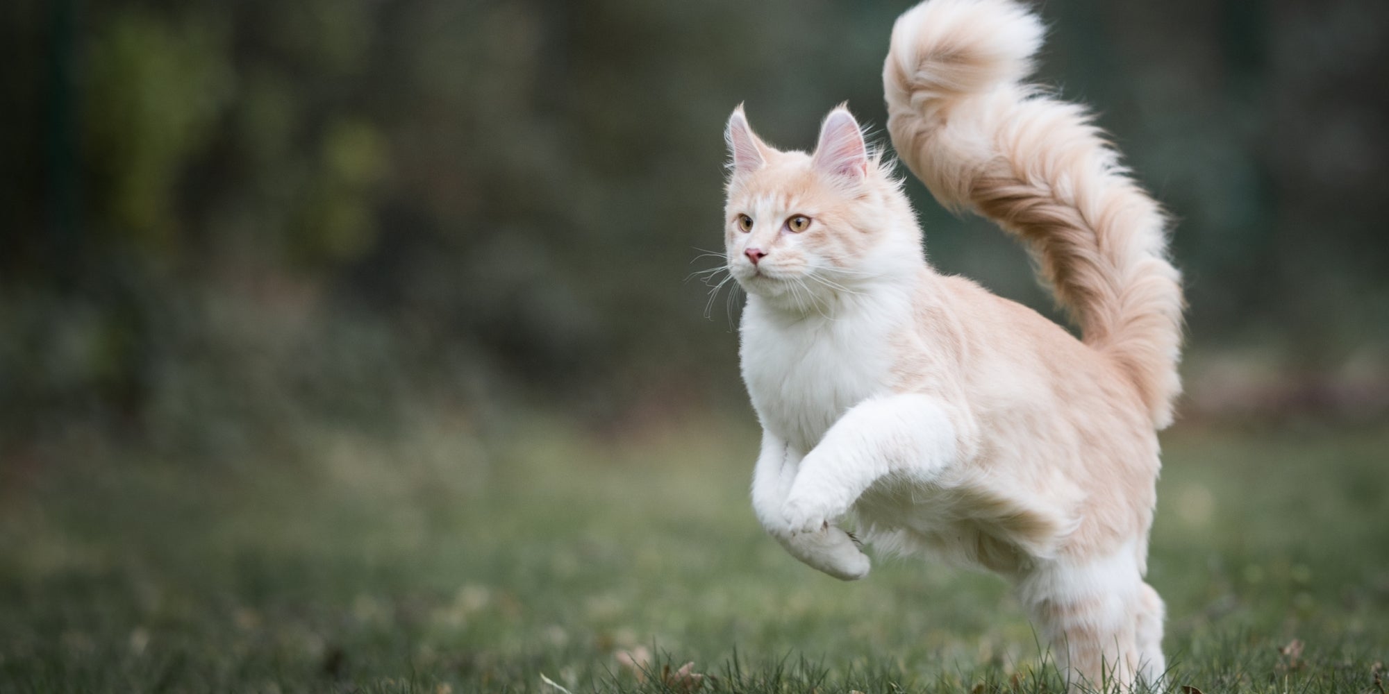 gato en la naturaleza