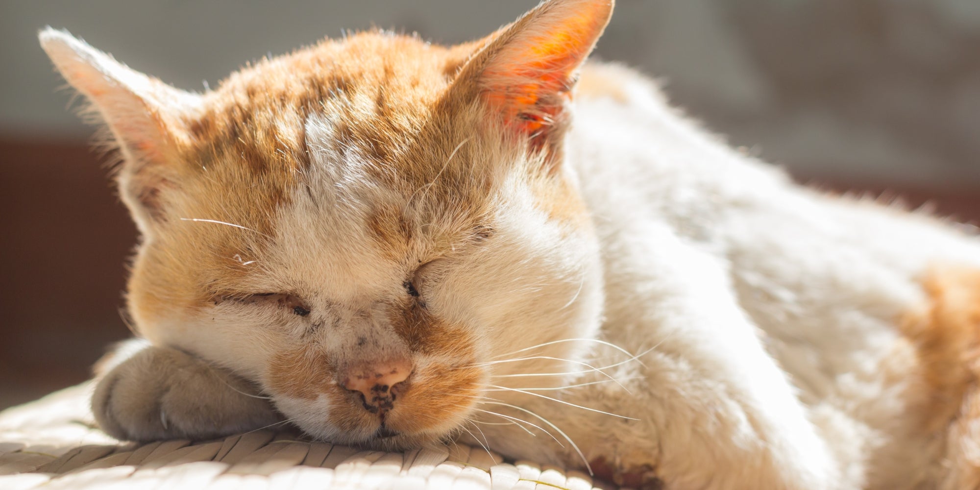 gato viejo durmiendo