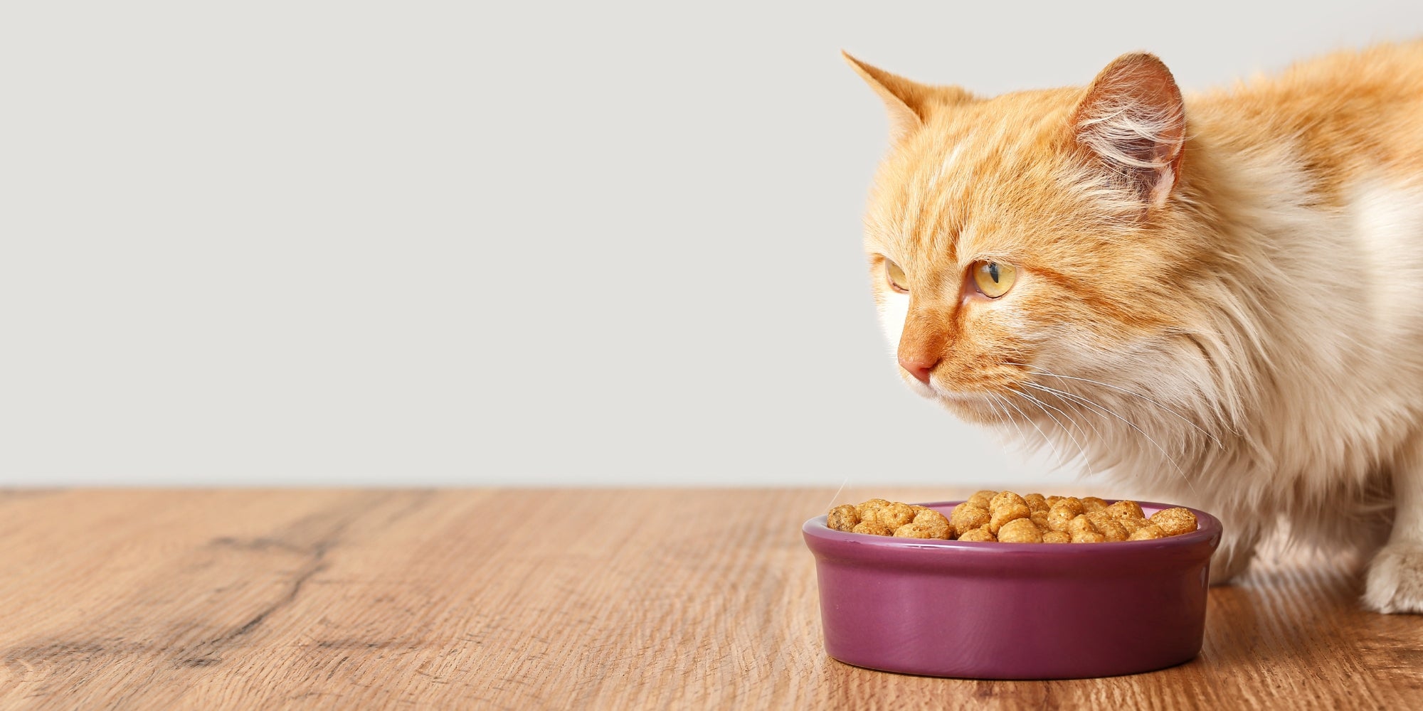 un gato viejo comiendo