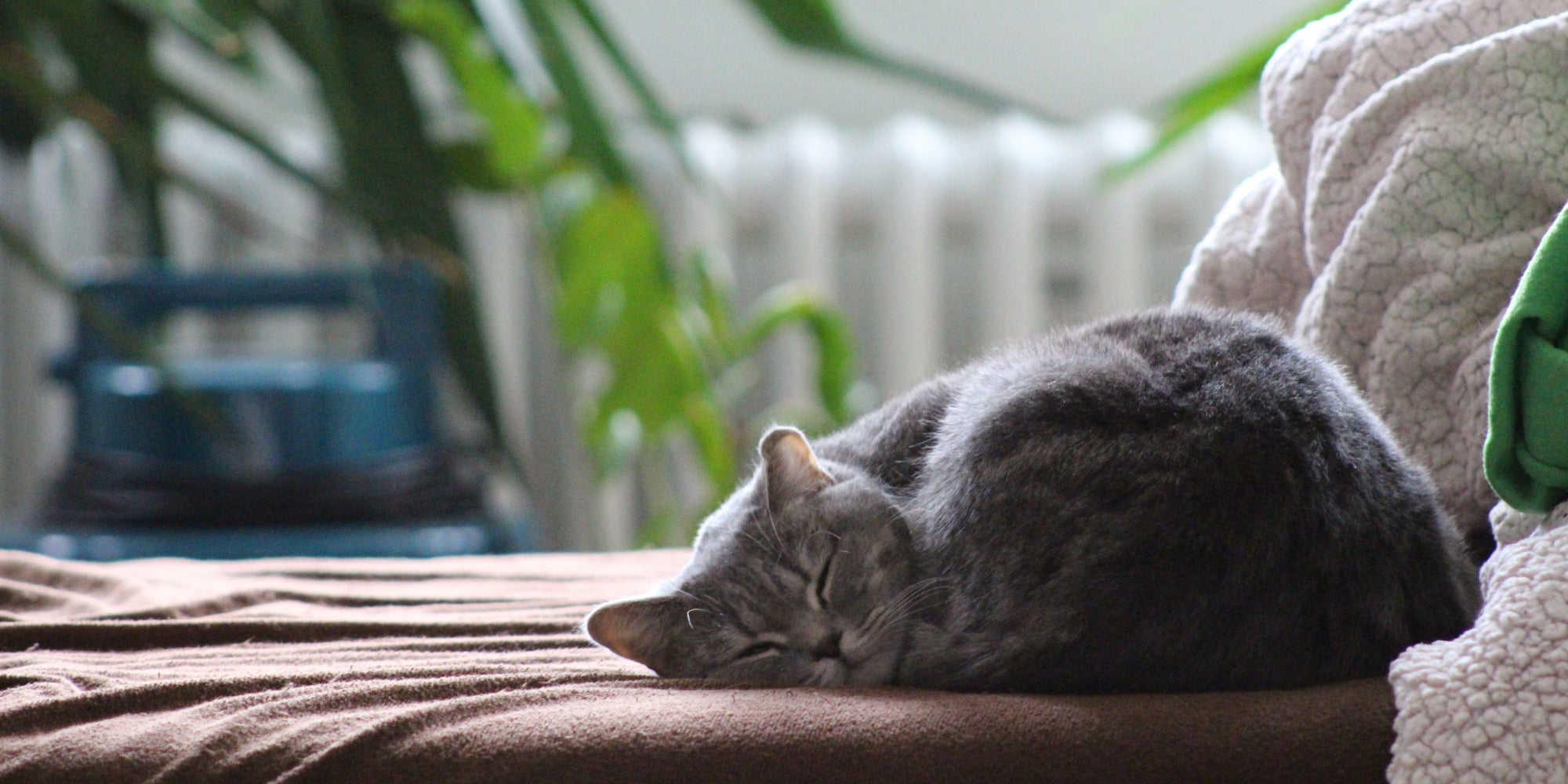 Lindo gato durmiendo