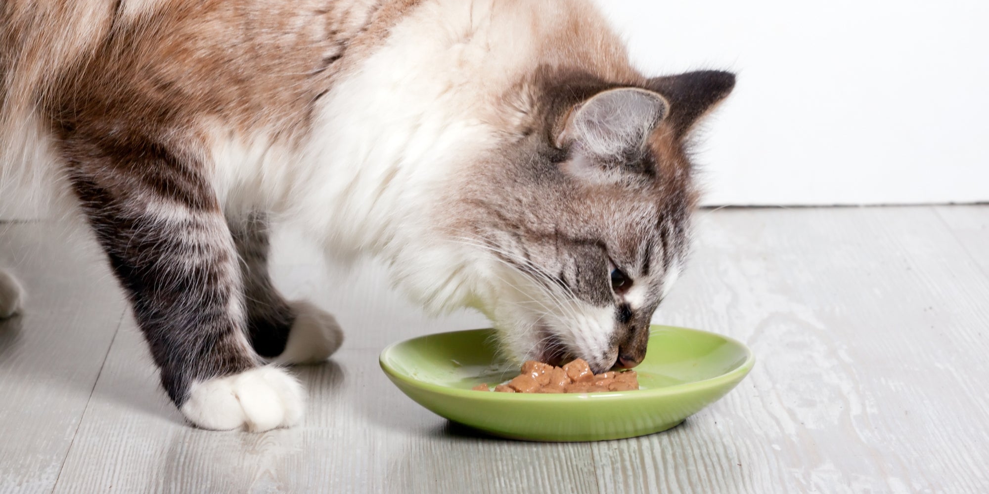 gato comiendo