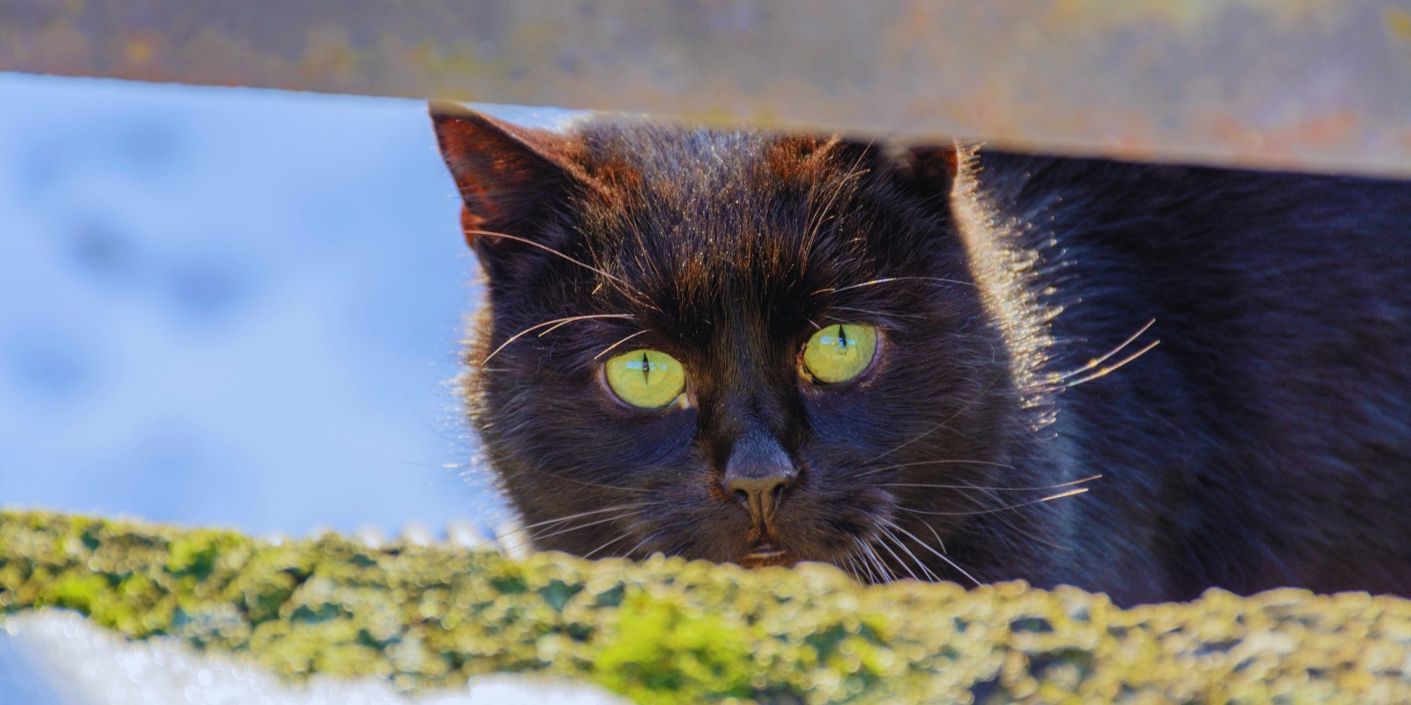 Gato Negro - oculto y peligroso.