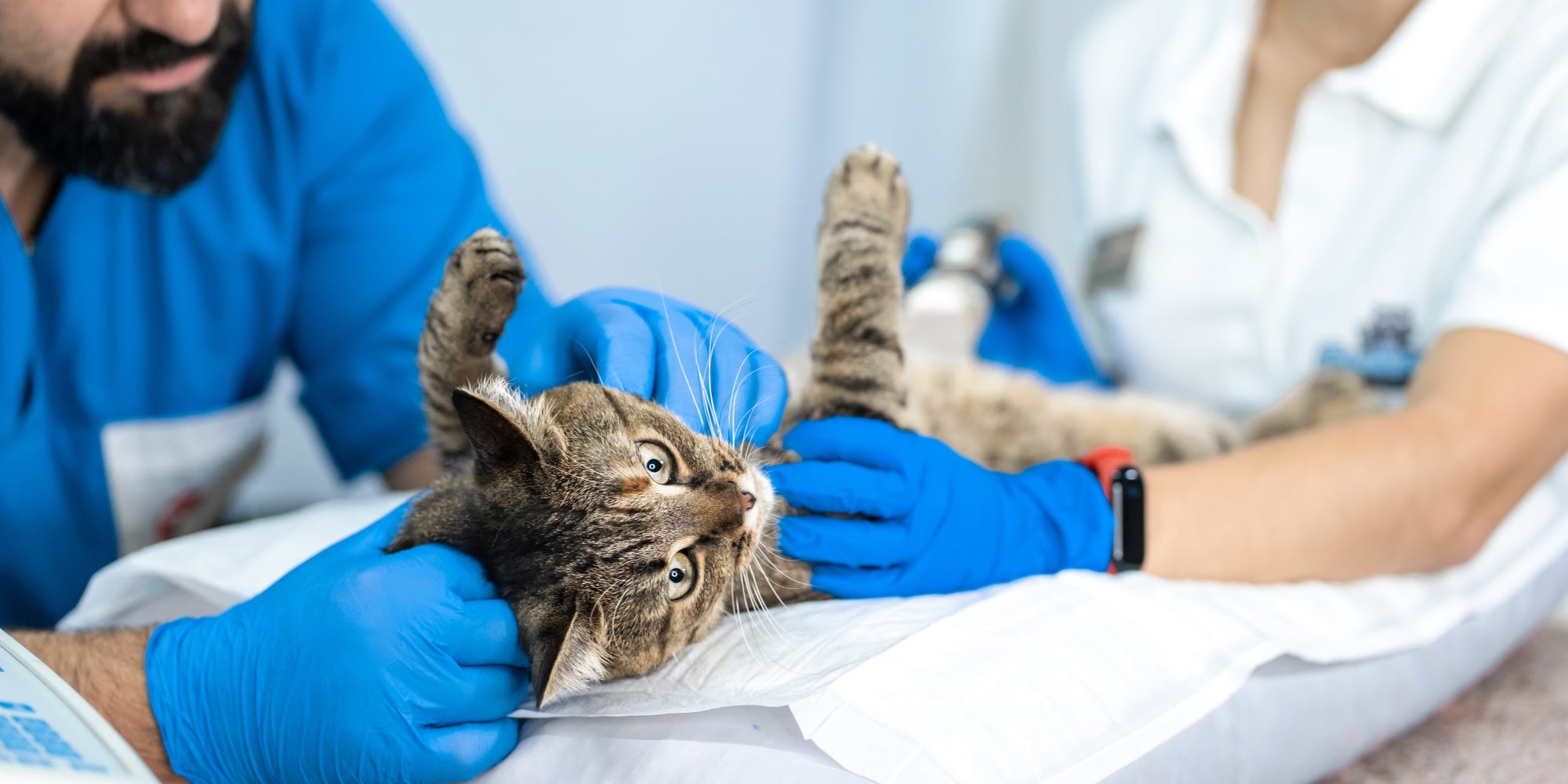 Los veterinarios realizan una ecografía a un gato