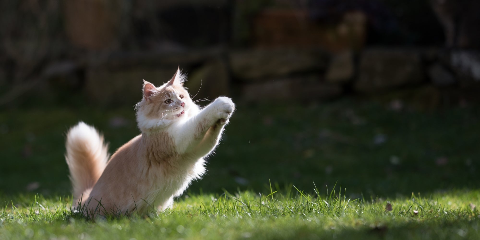 gato jugando en el jardin