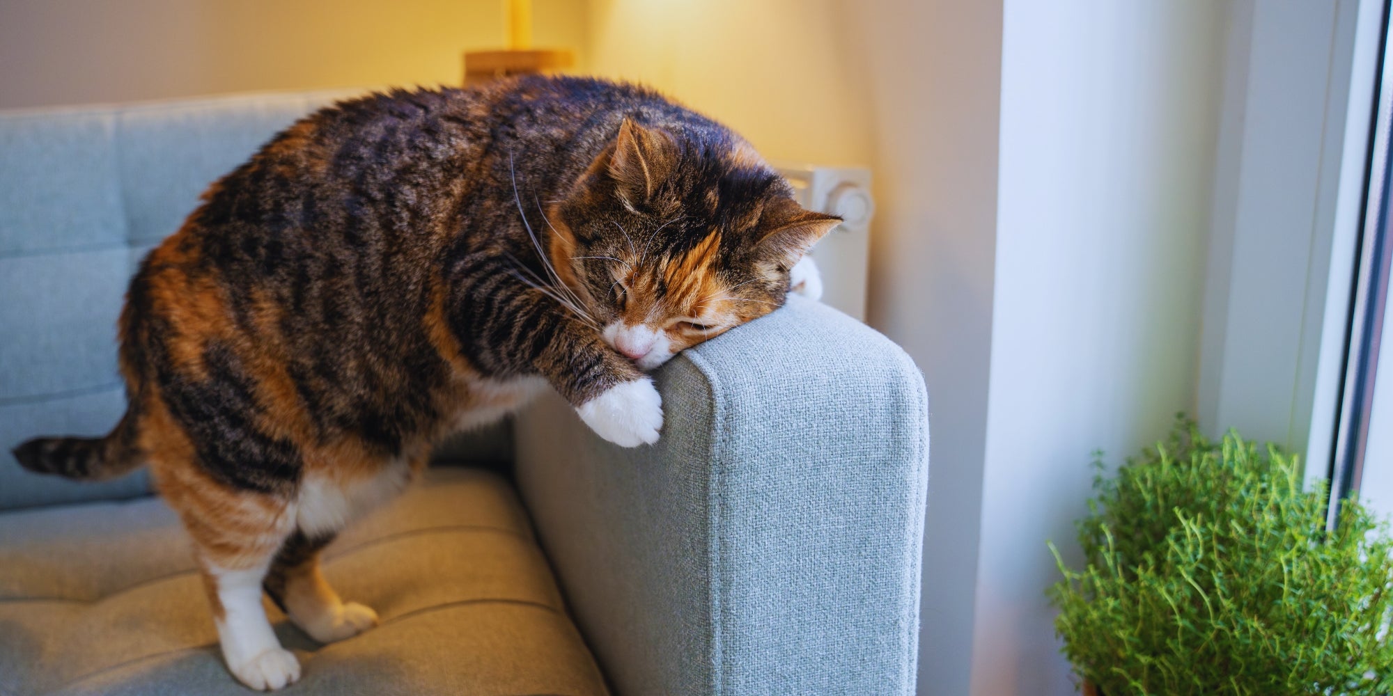 Gato ronroneador activo que se frota contra el sofá, marca su territorio con glándulas especiales y rocía su olor