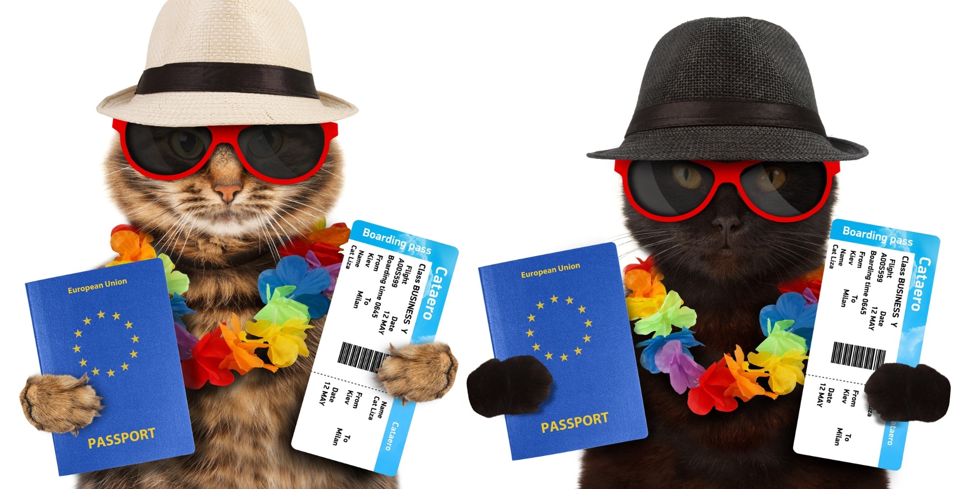 Divertidos gatos con pasaporte