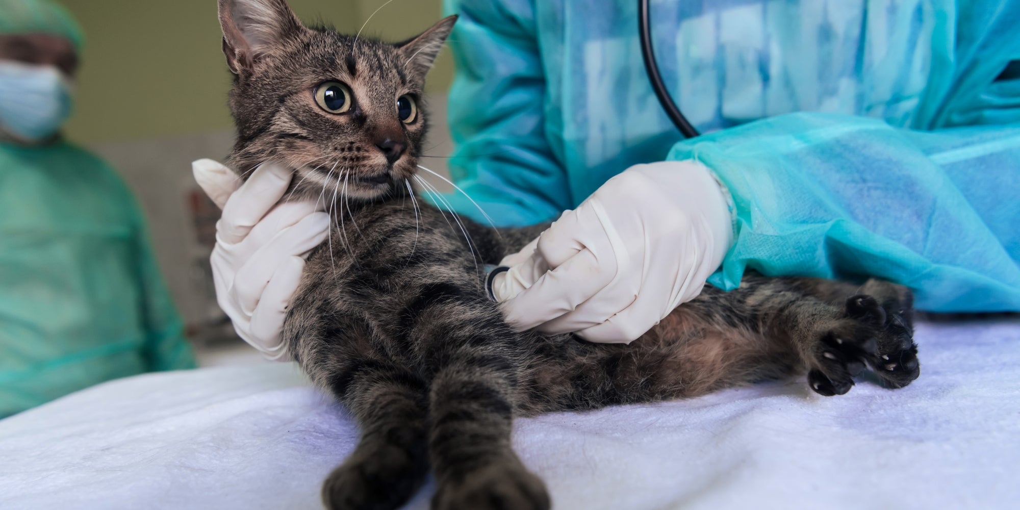 Equipo veterinario para tratar gatos enfermos, Mantener el concepto de salud animal, Hospital de animales