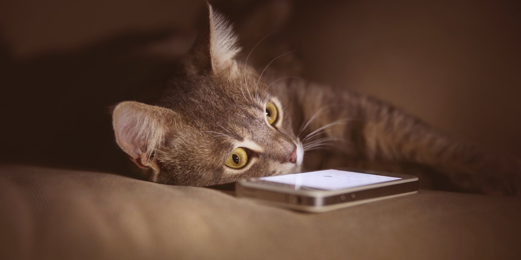 Gato con teléfono móvil