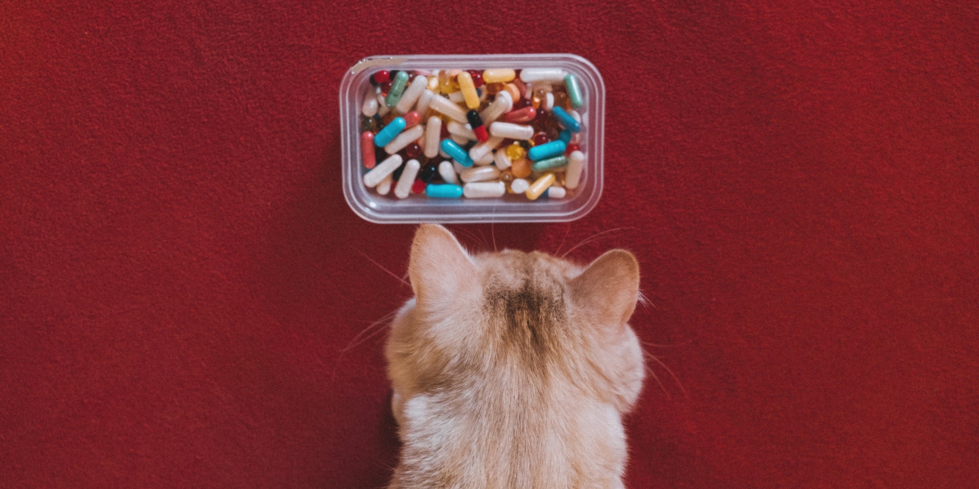 Gato con un recipiente lleno de pastillas