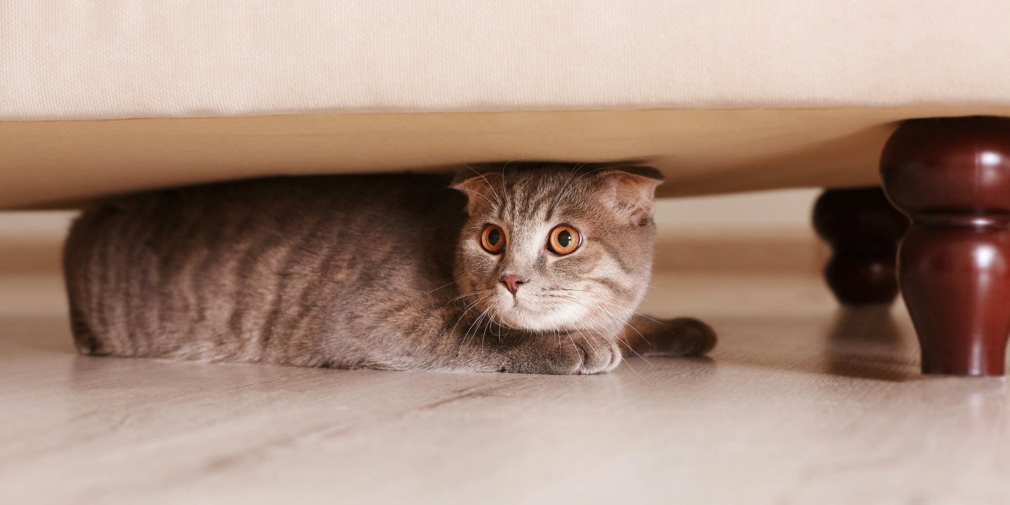 Gato escondiéndose debajo de un mueble.