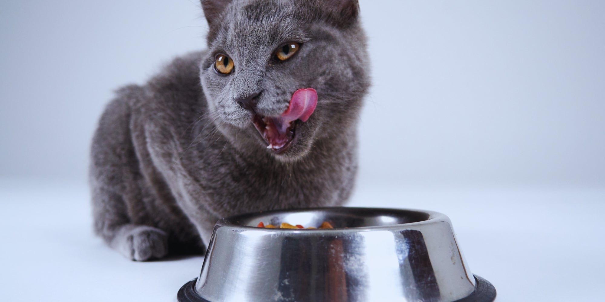 Gato gris comiendo
