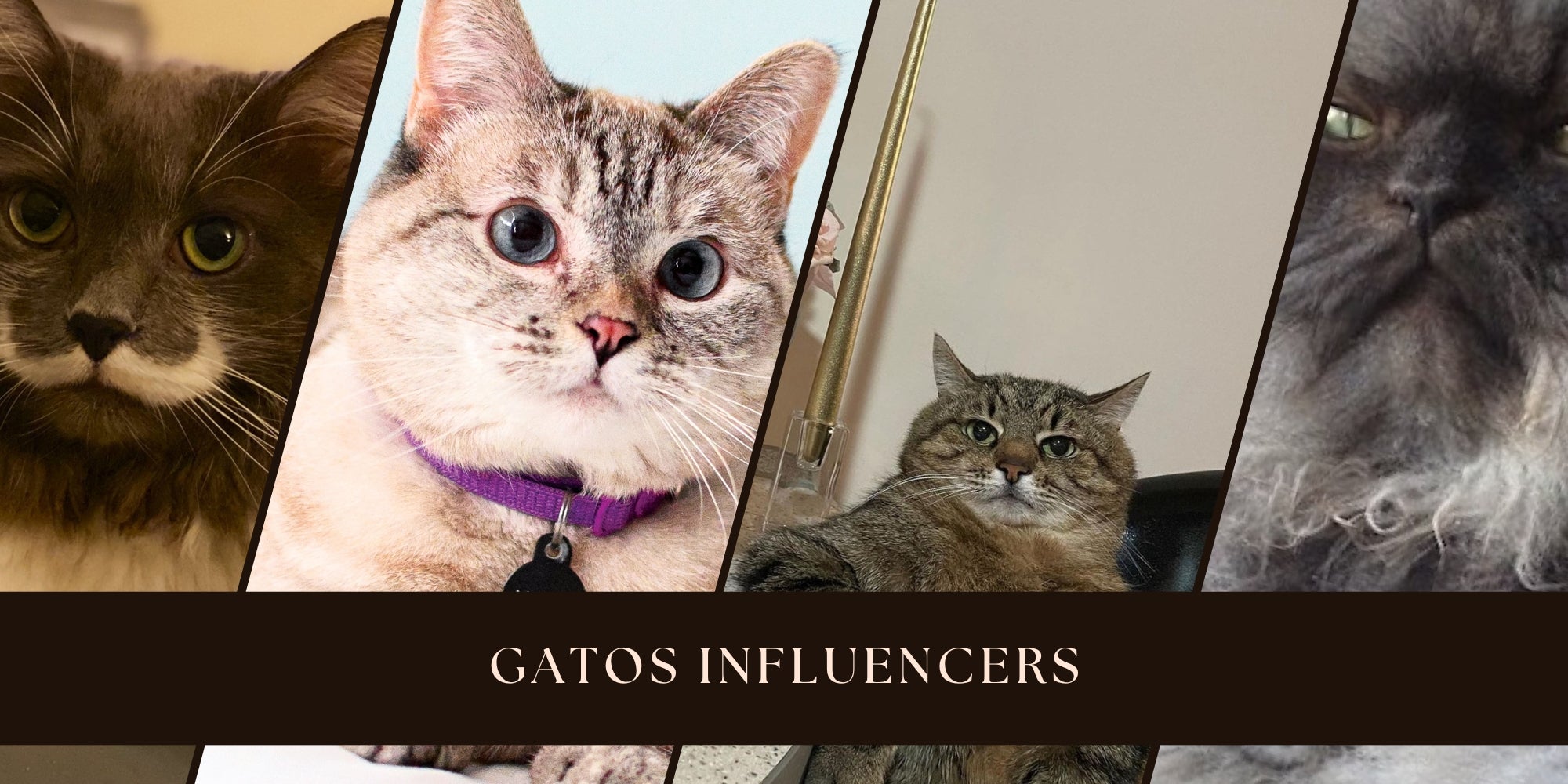 gatos influencer