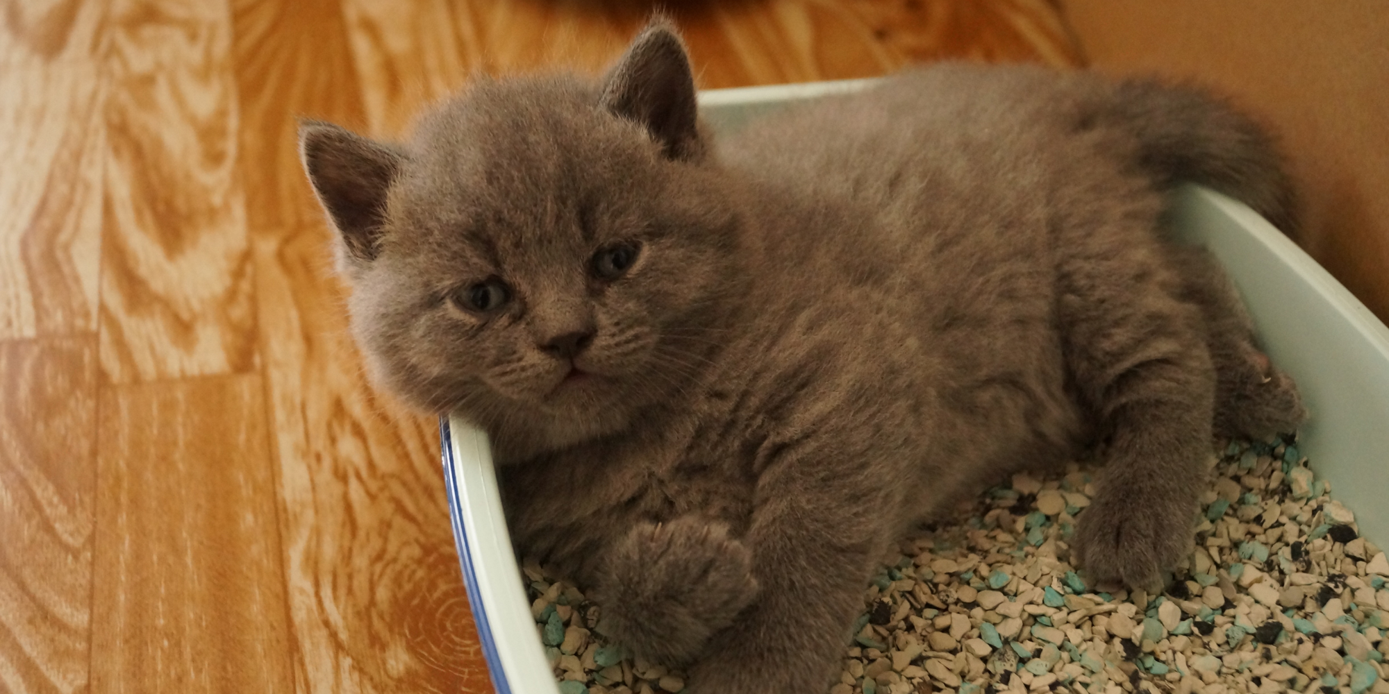 Gatito en una caja de arena