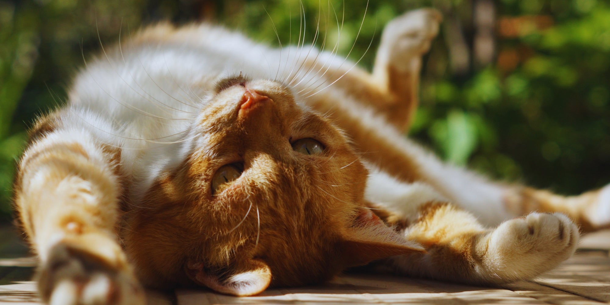 un gato relajado