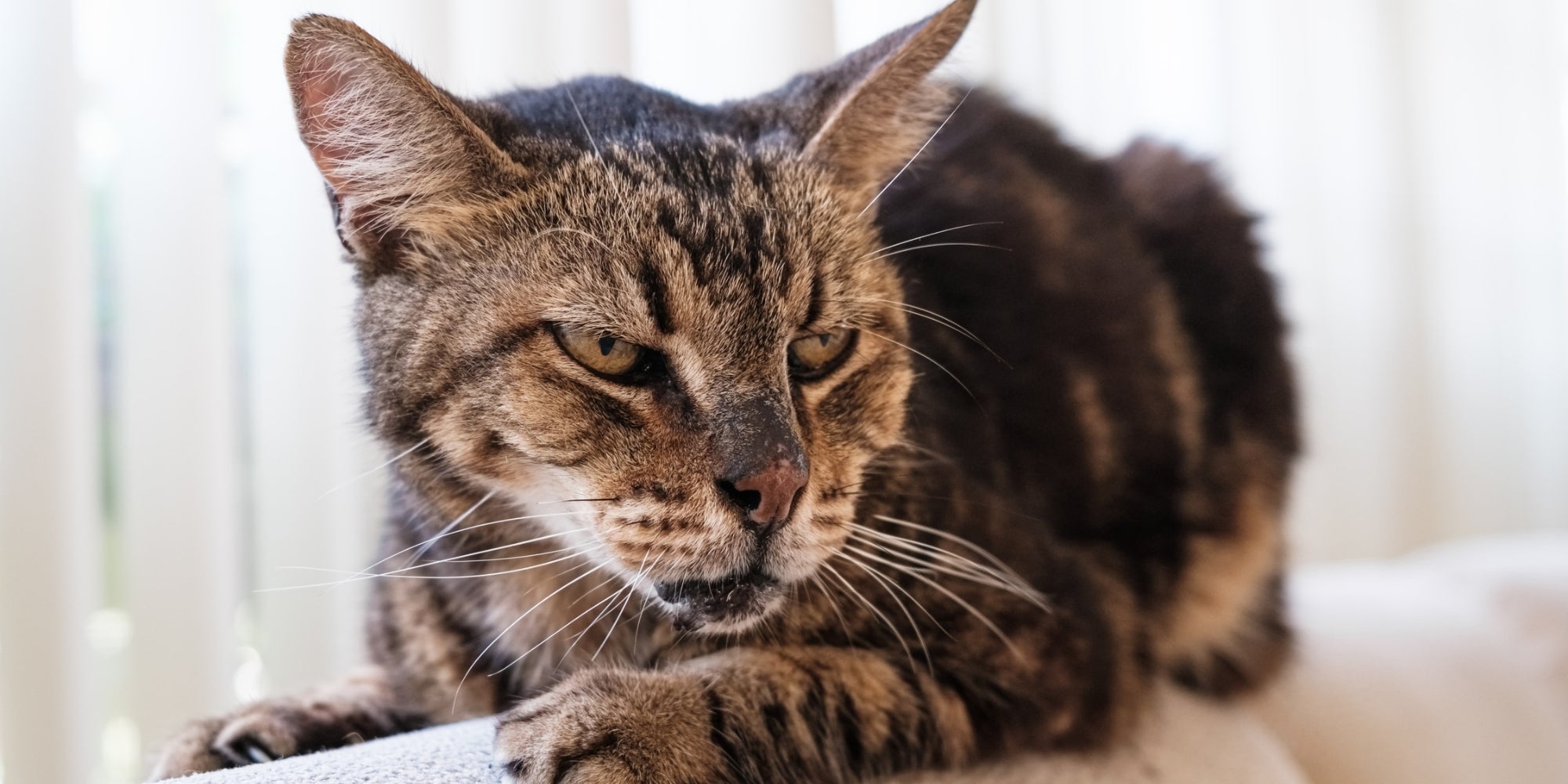 viejo gato amargado