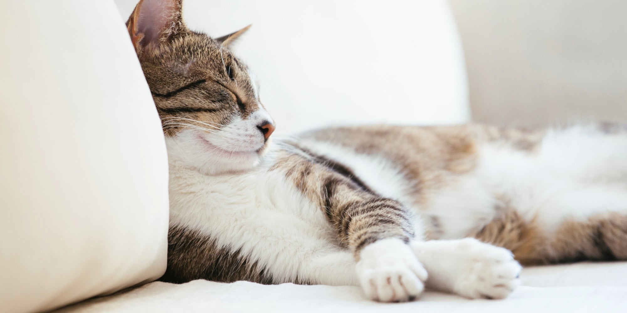 Gato perezoso durmiendo en el sofá