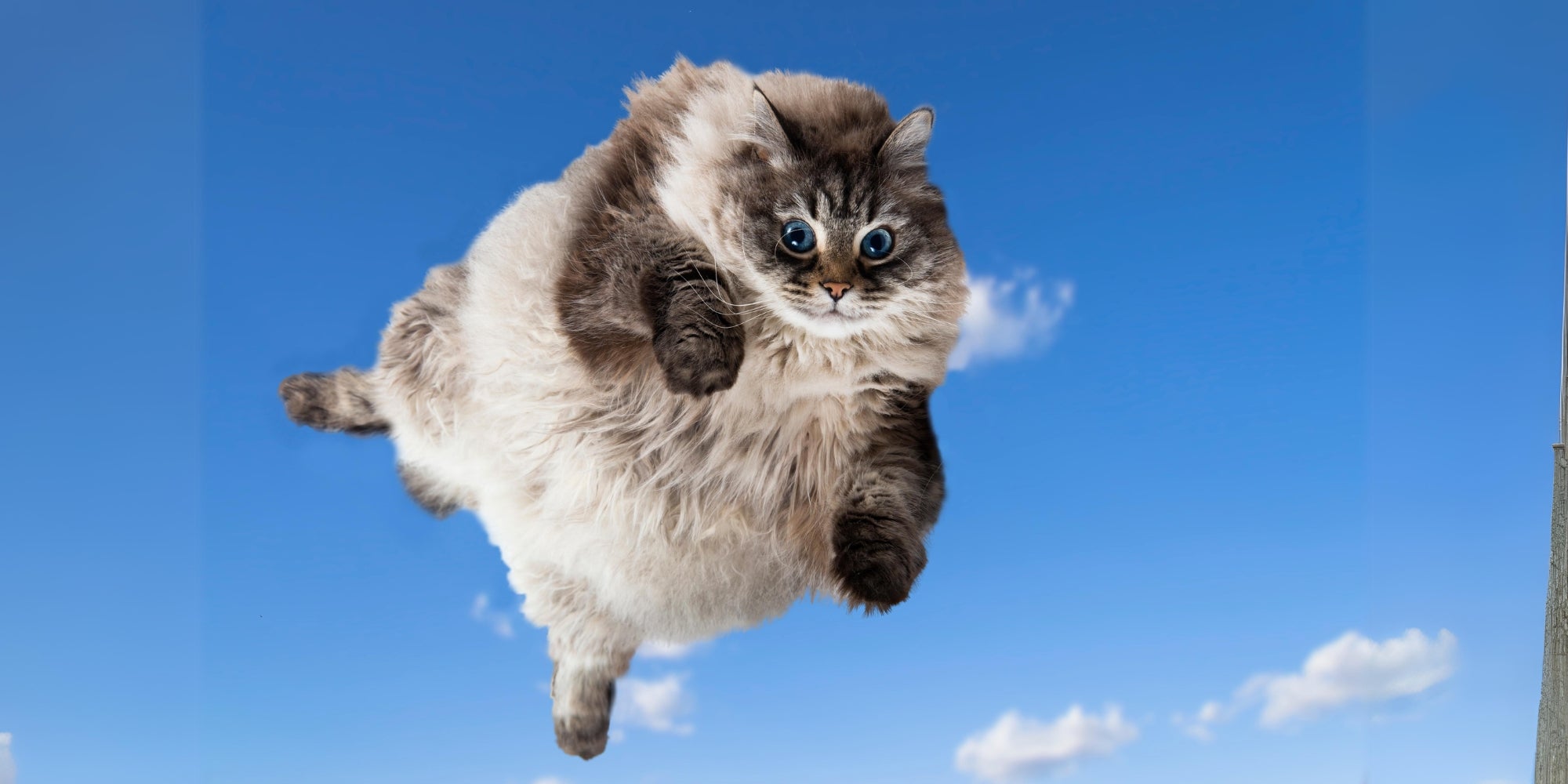 meme de gato volando