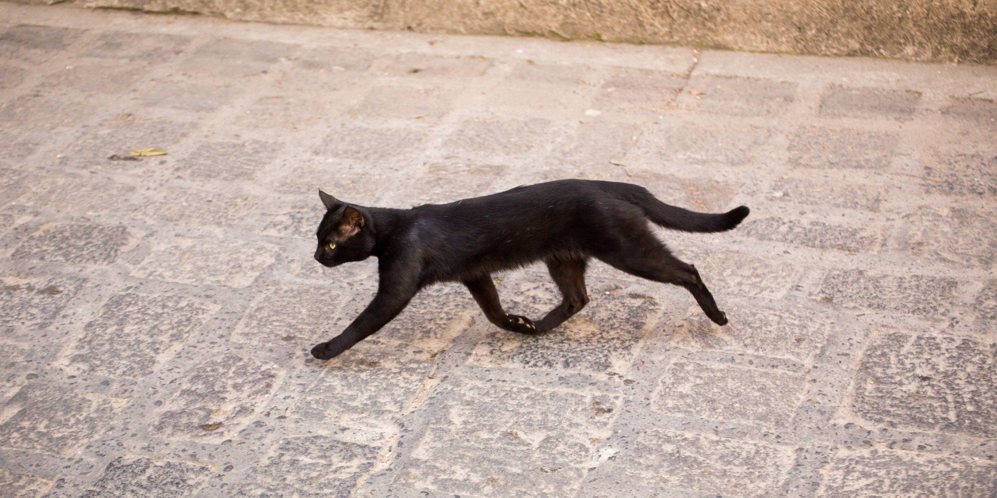 un gato negro cruzando un camino