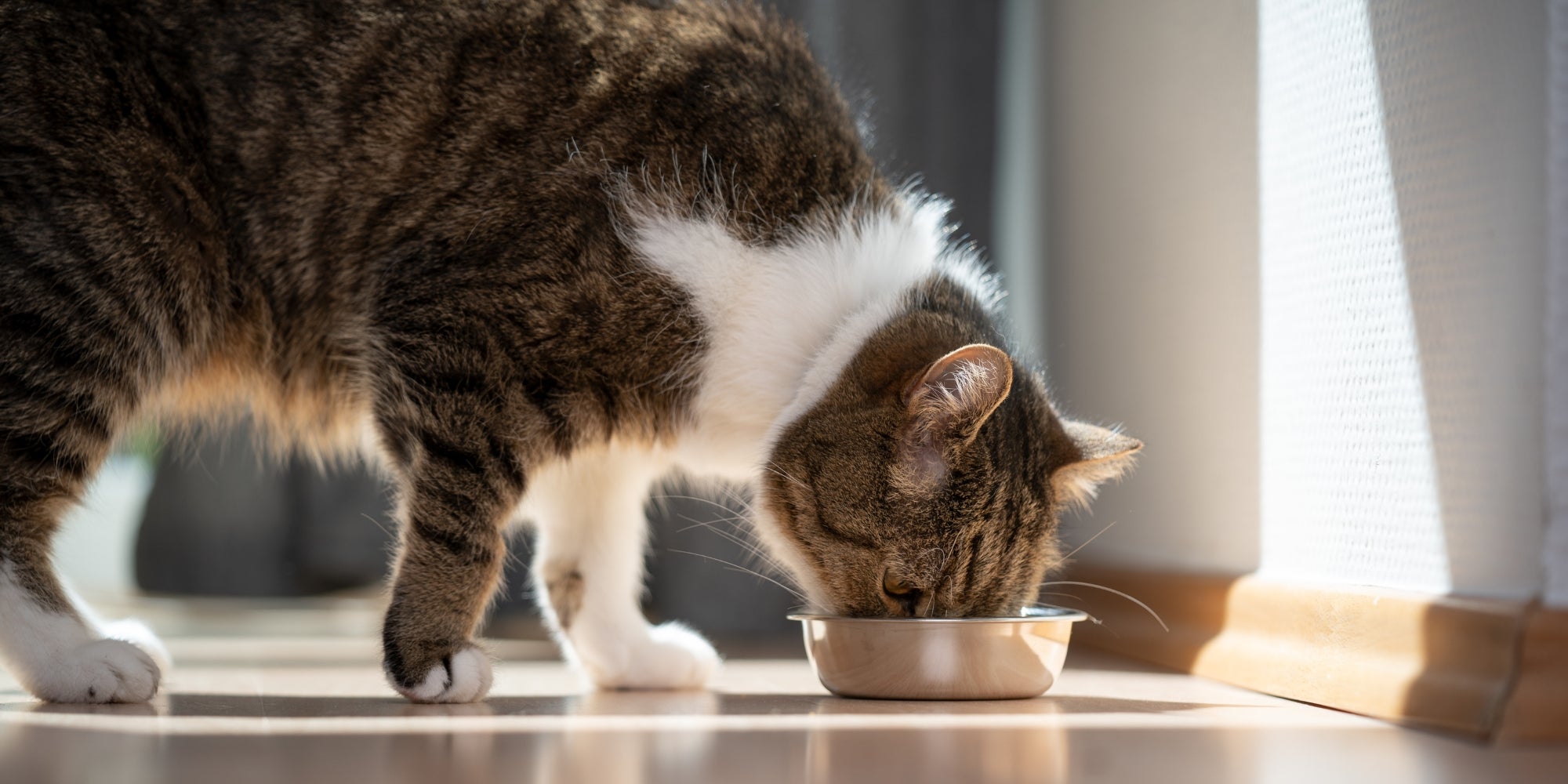 viejo gato comiendo