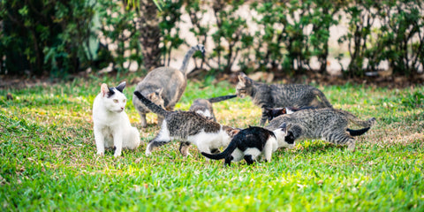 Los Gatos son Solitarios por Naturaleza