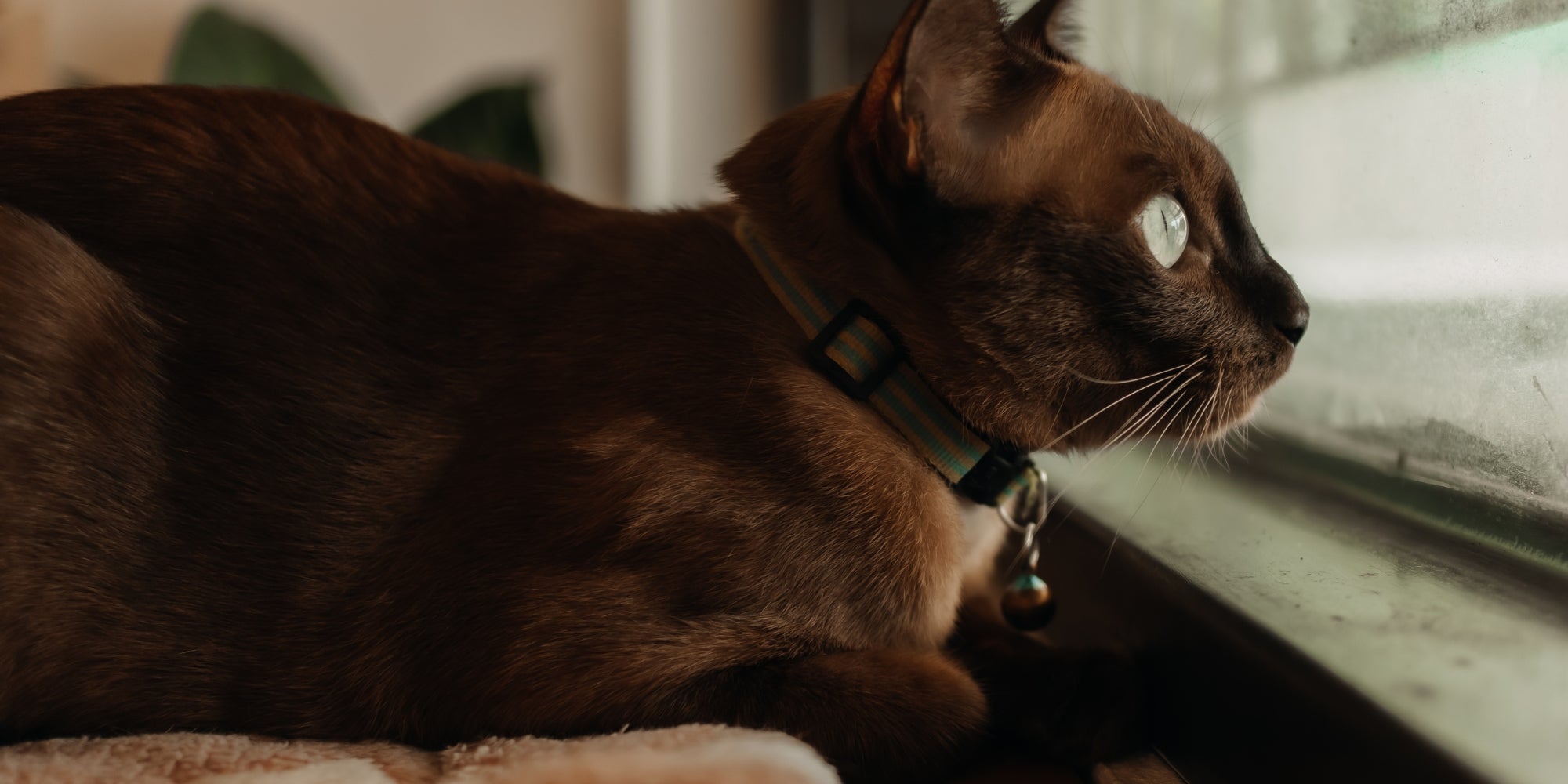 Gato relajado y mirando por la ventana.