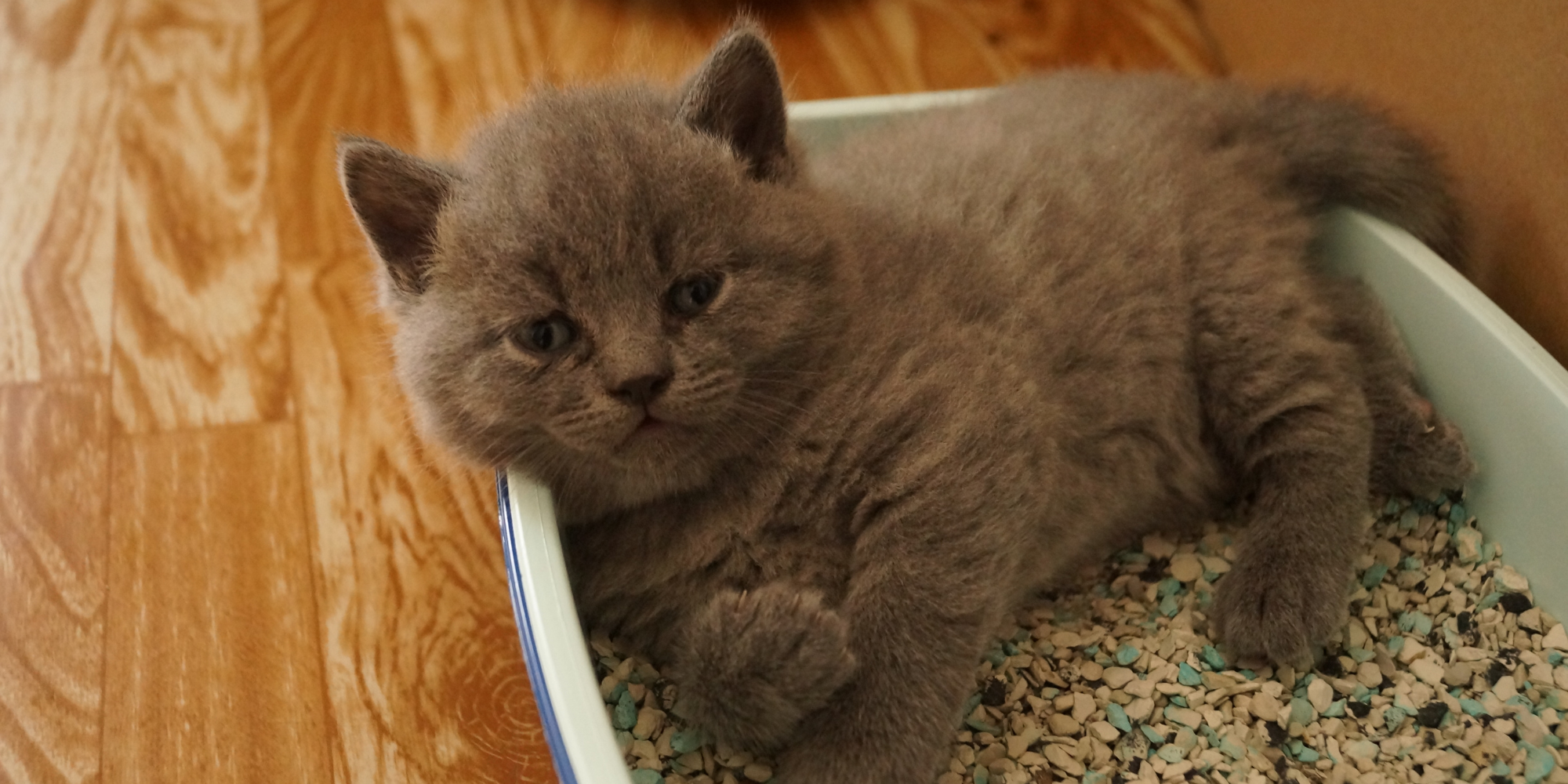El propietario limpia la caja de arena del gato en casa