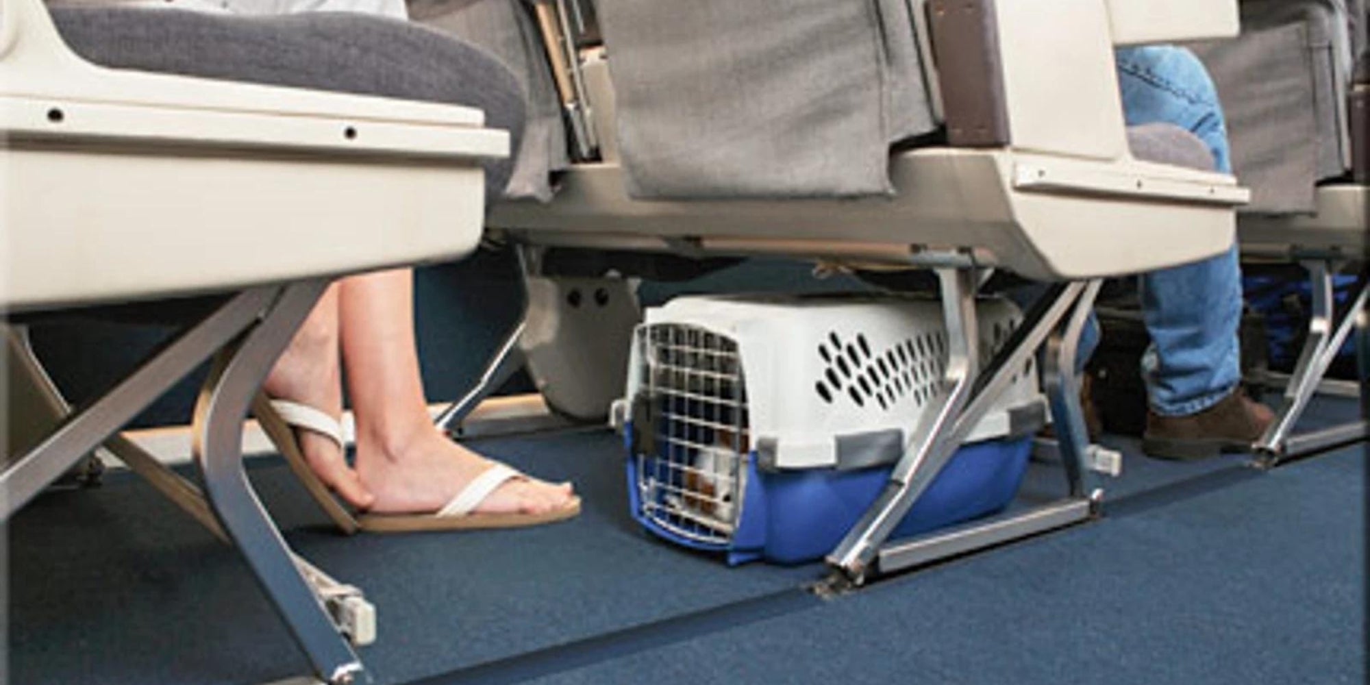 Gato acurrucado tranquilamente en su transportadora debajo del asiento del avion