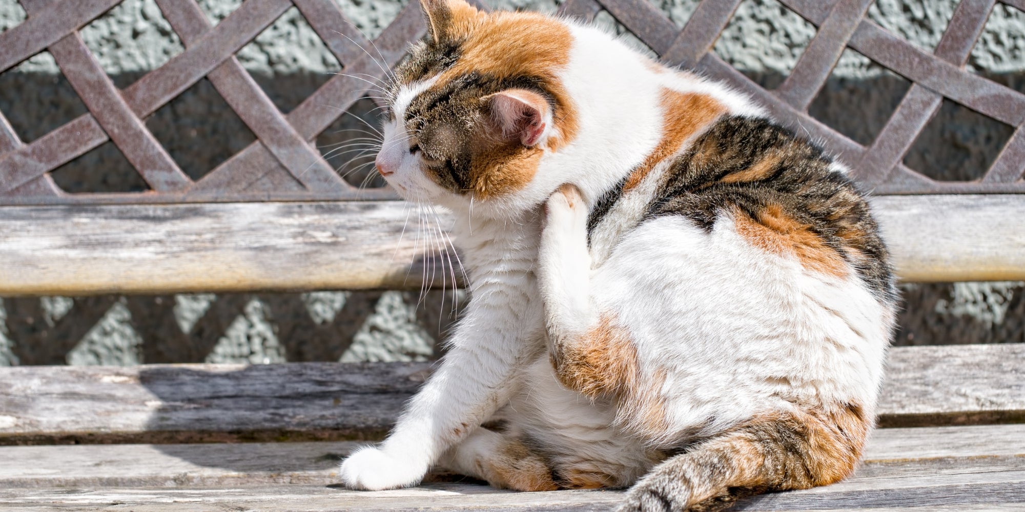 Gato rascándose en un banco