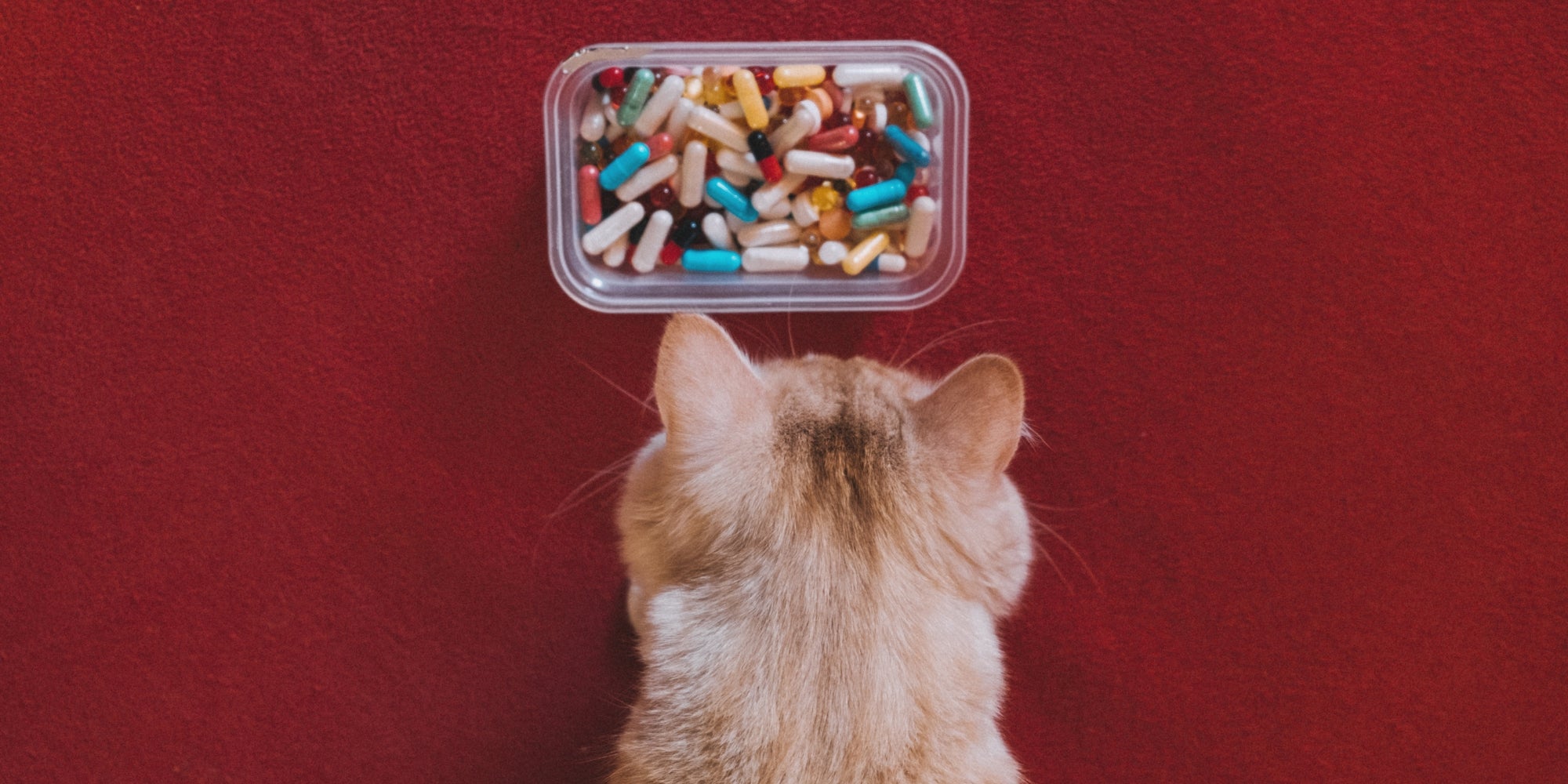 Gato con un recipiente lleno de pastillas
