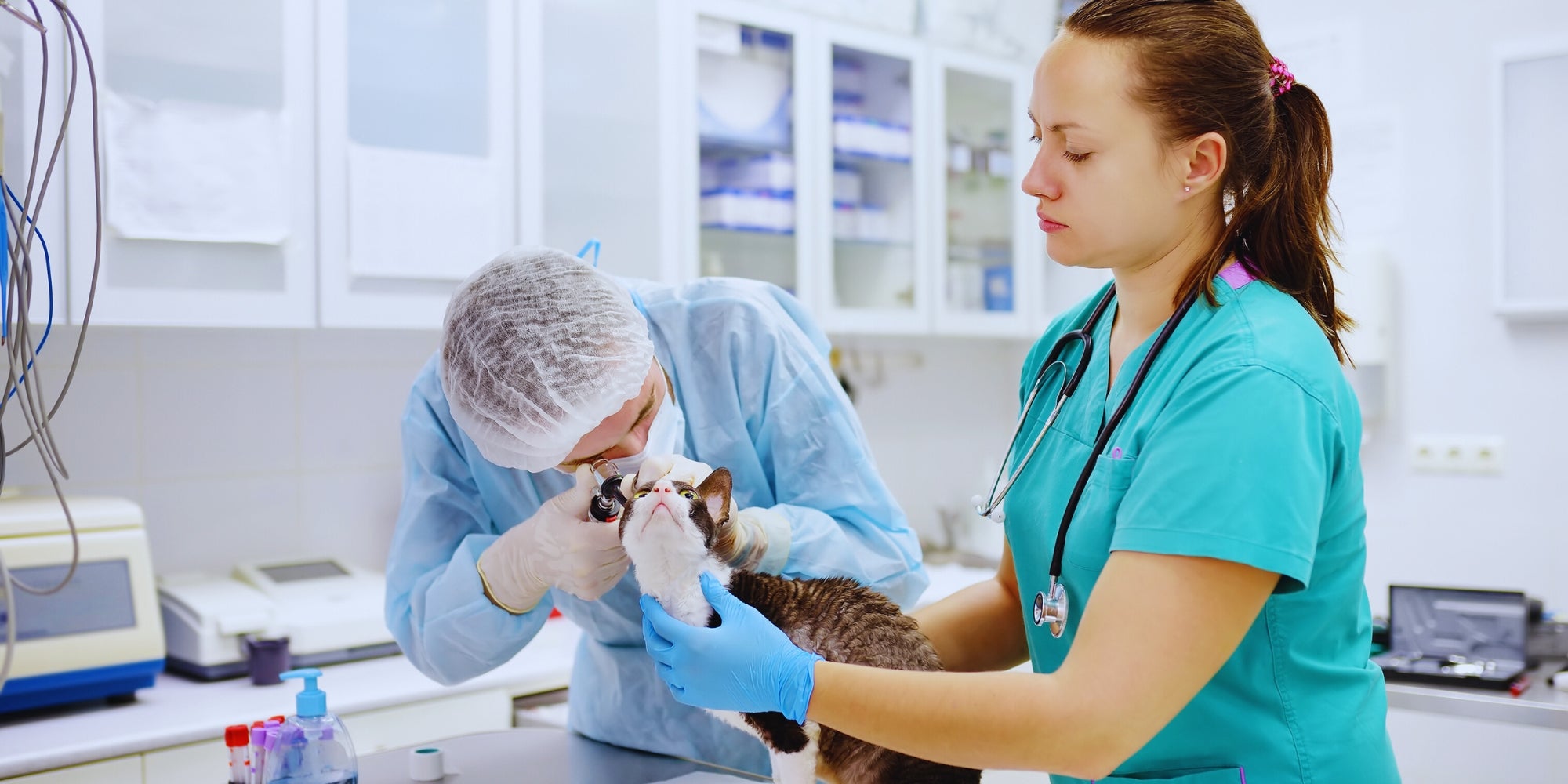Dos médicos veterinarios revisan las orejas de un gato