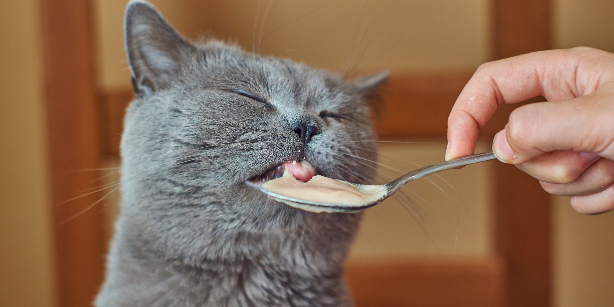 Gato gris comiendo de una cuchara