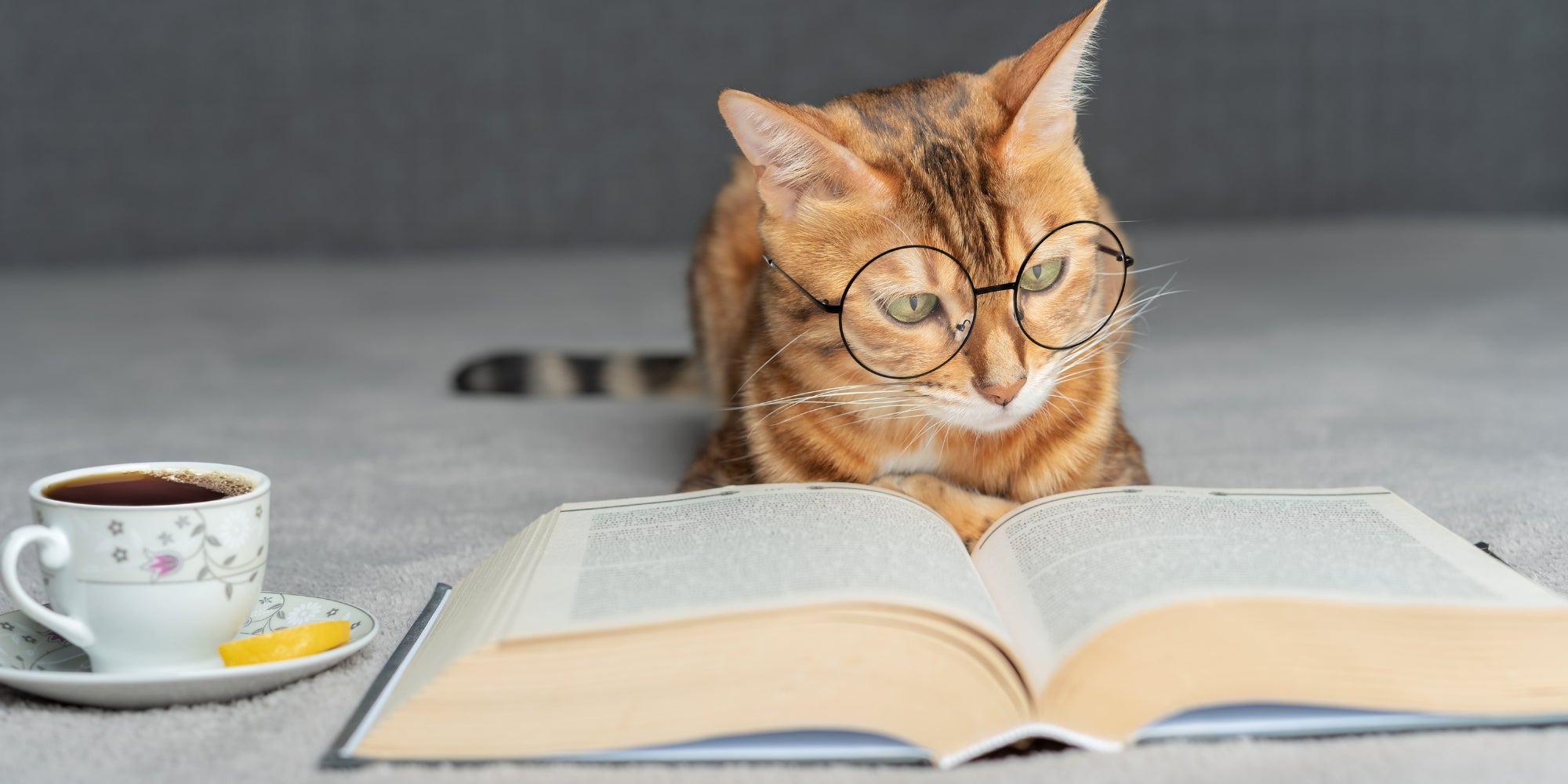 gato con gafas leyendo un libro