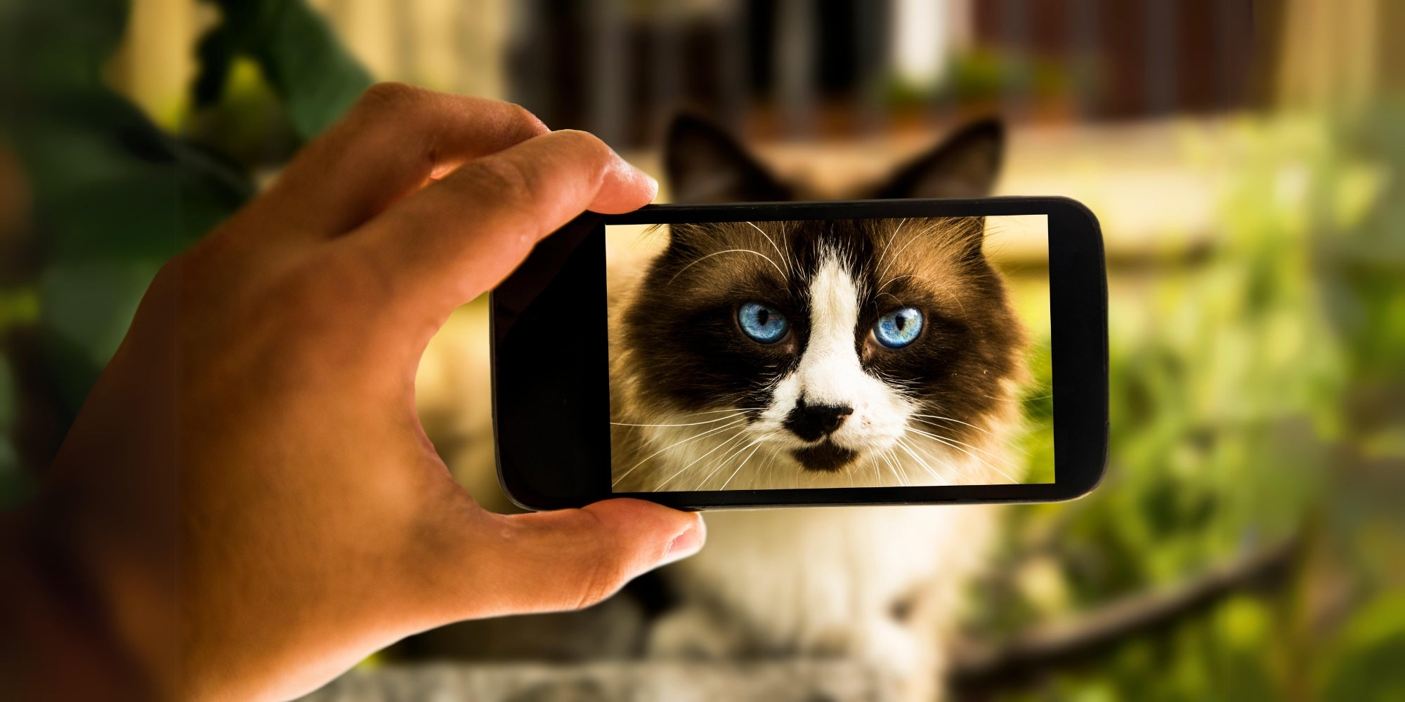 tomando foto de un gato con smartphone