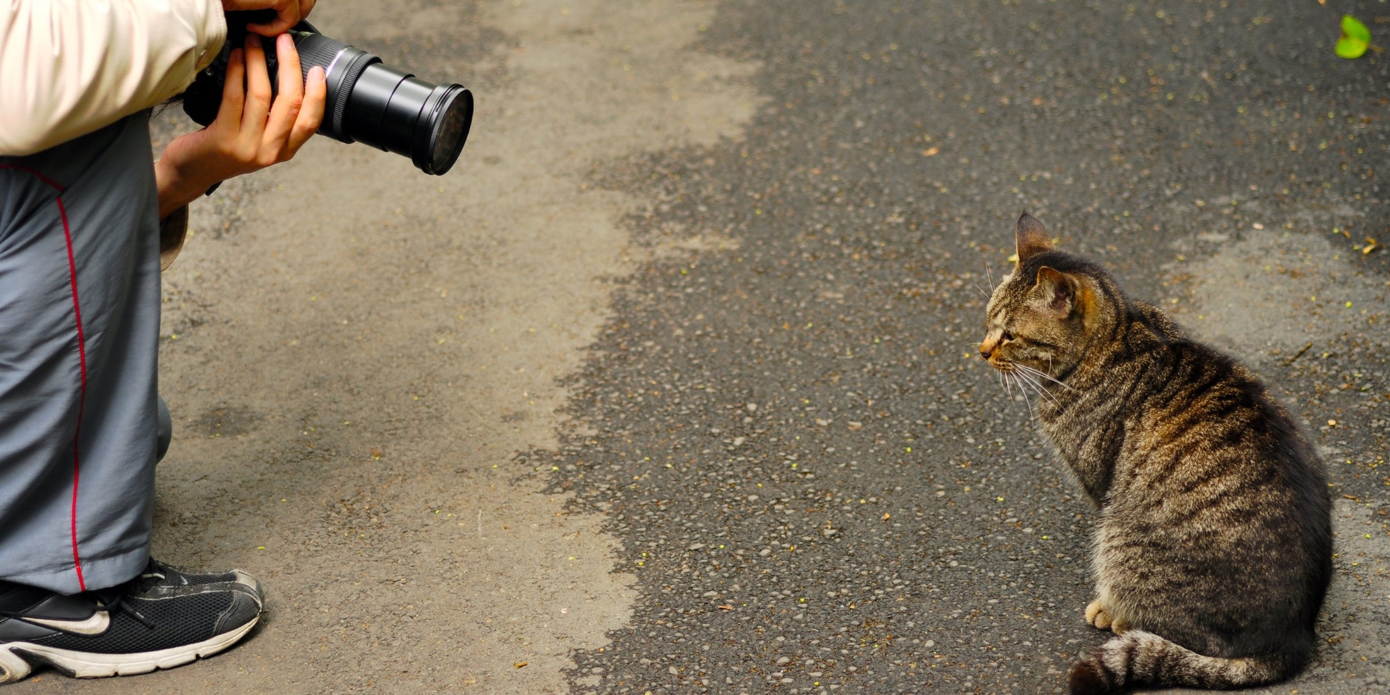 Fotógrafo fotografiando a un lindo gato