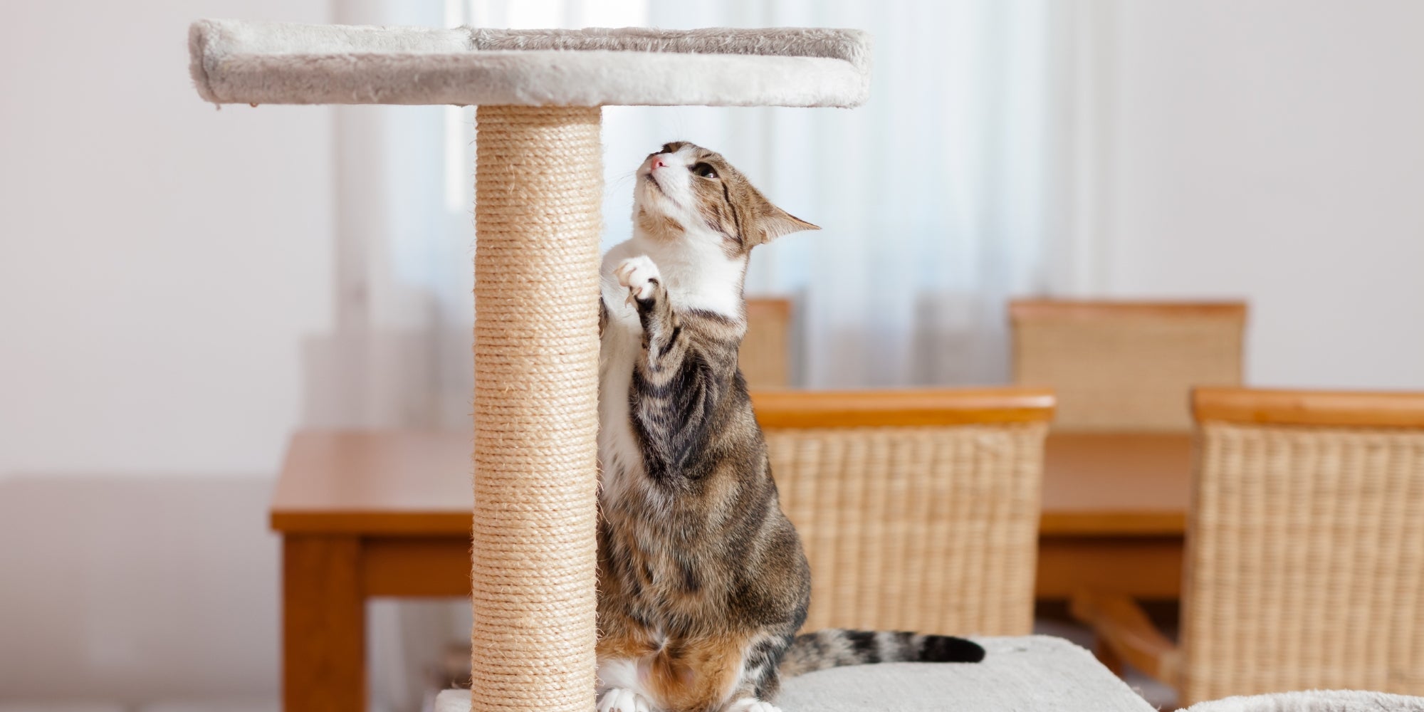 gato rascándose las patas en la torre de sisal para gatos