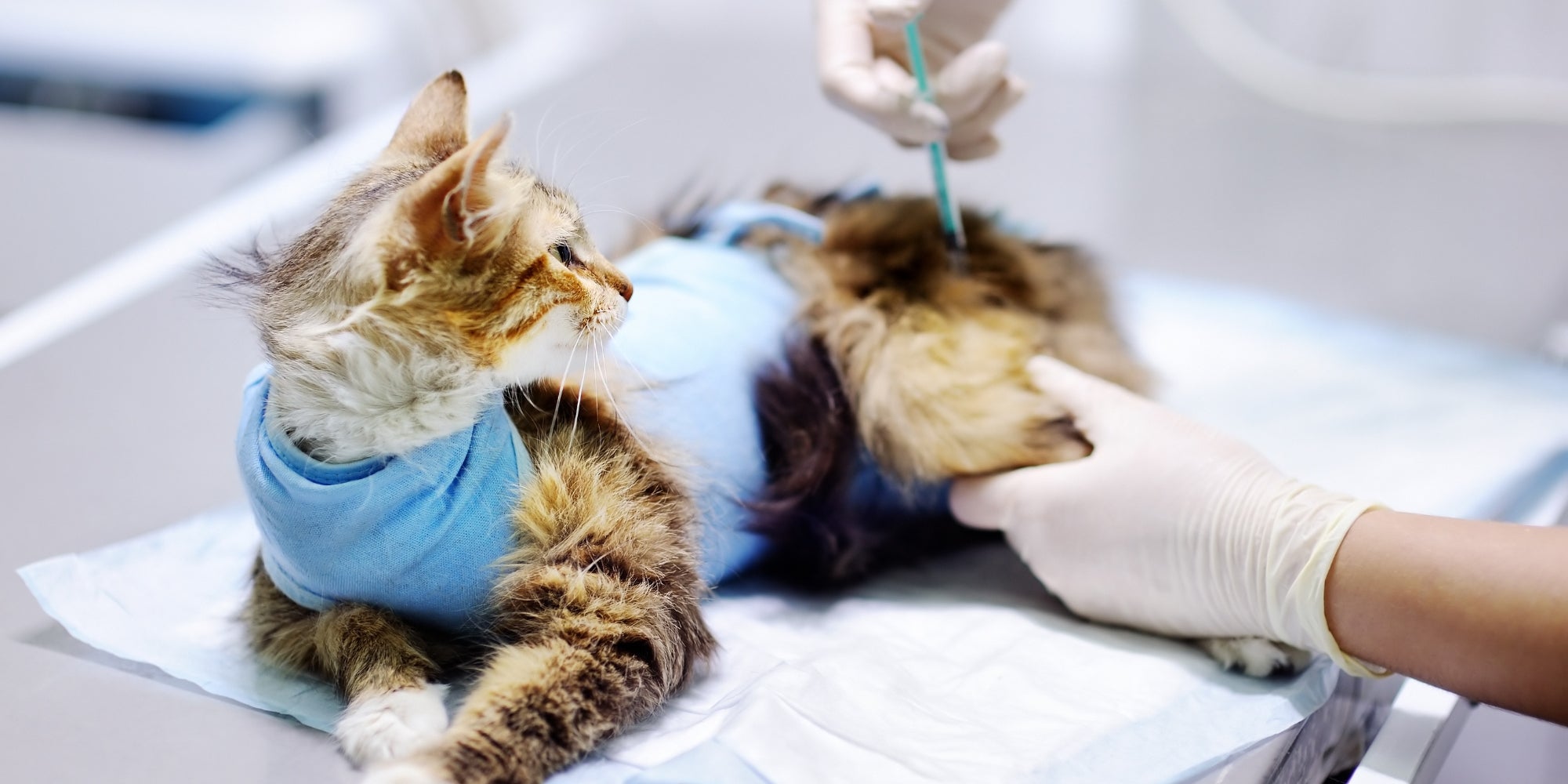 Médico veterinario inyectando