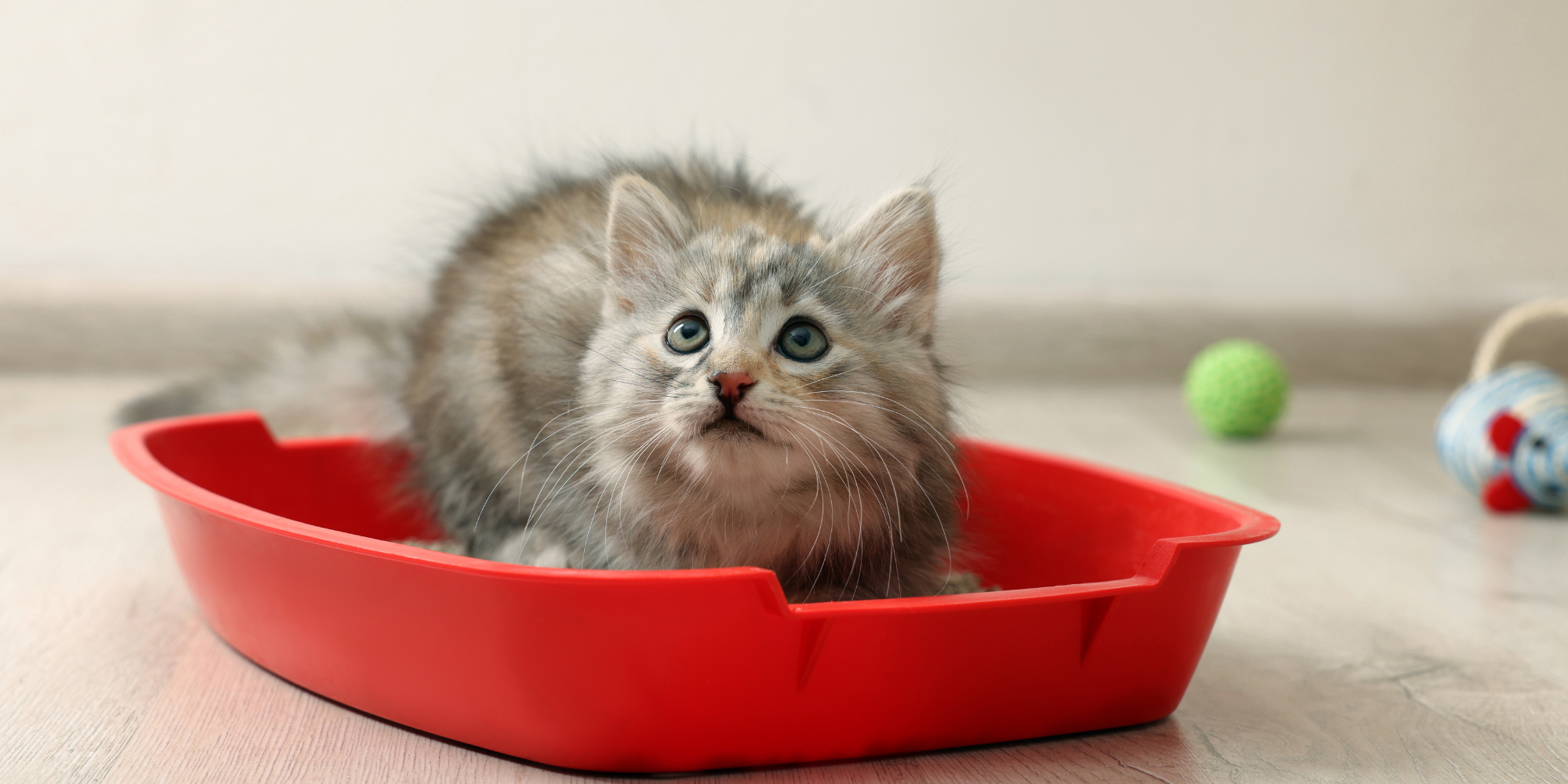 Lindo gatito peludo en la caja de arena en casa