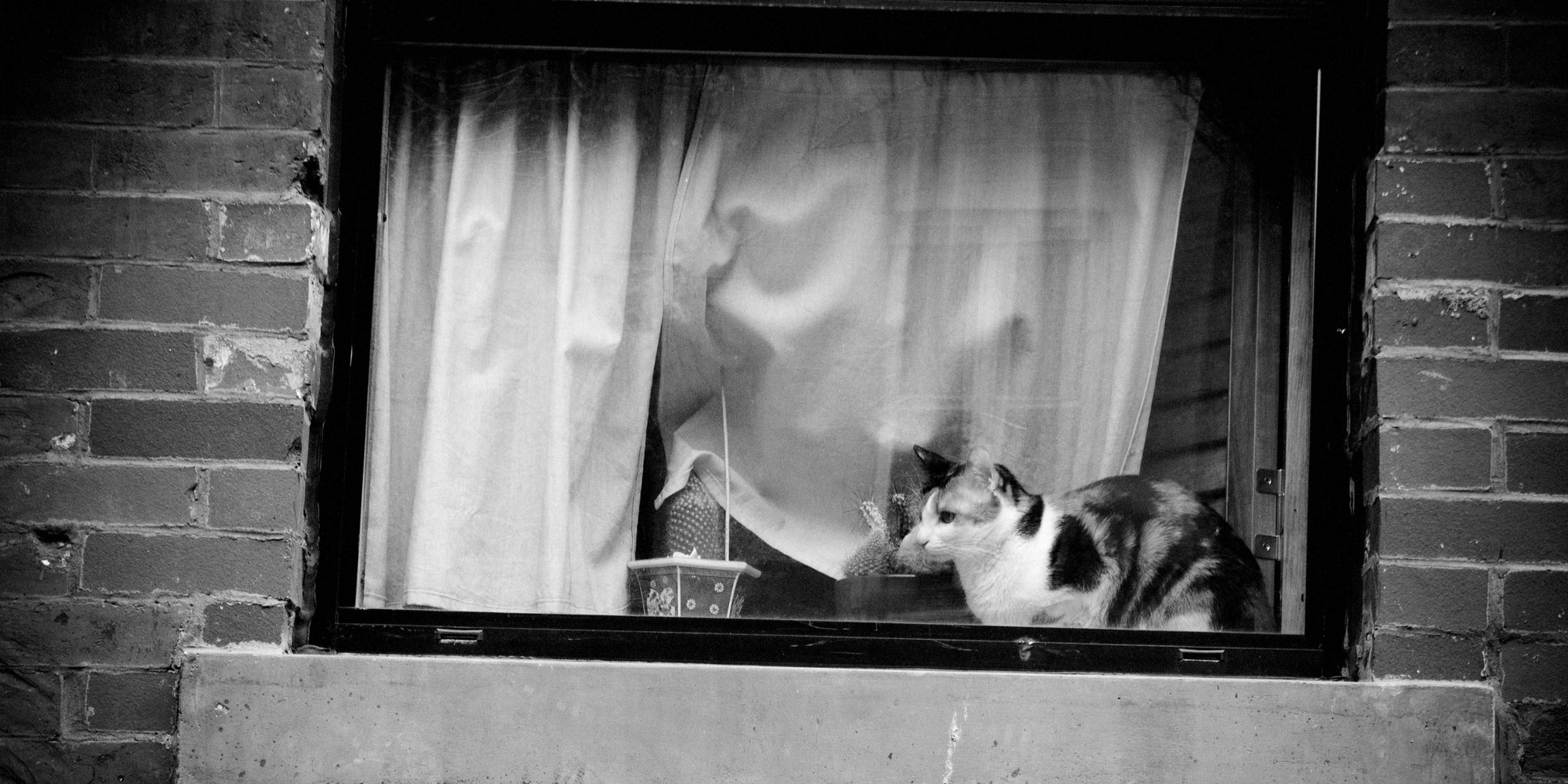 un gato detras de una ventana