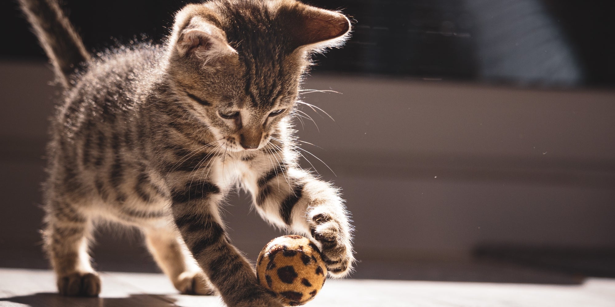 gatito jugando con una pelota