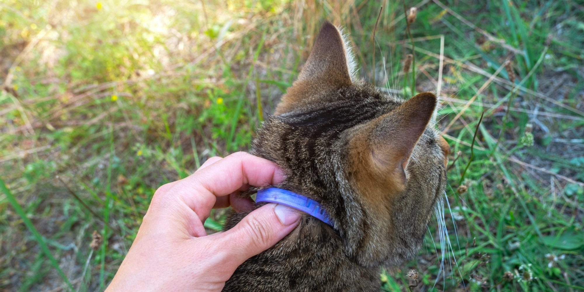 Collar para gatos contra garrapatas y pulgas con celidonia natural