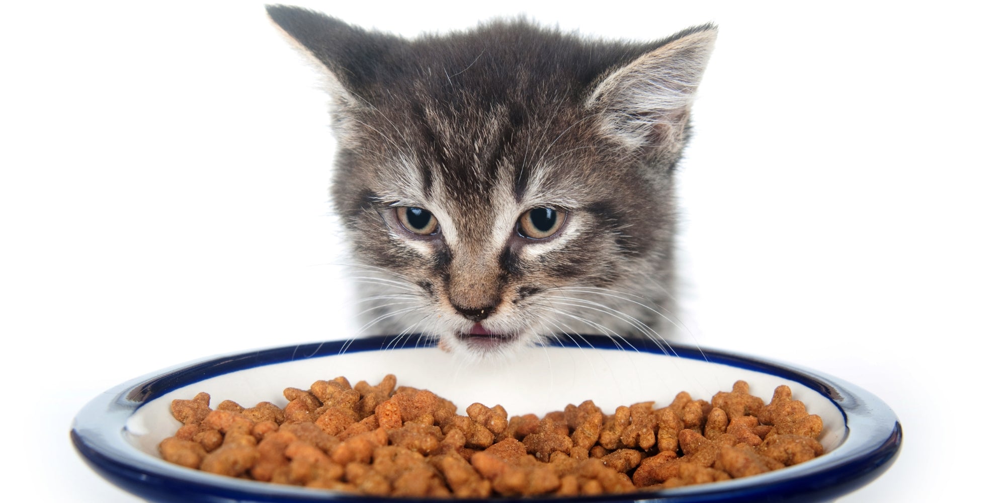 Un gato examinando atentamente su plato de comida