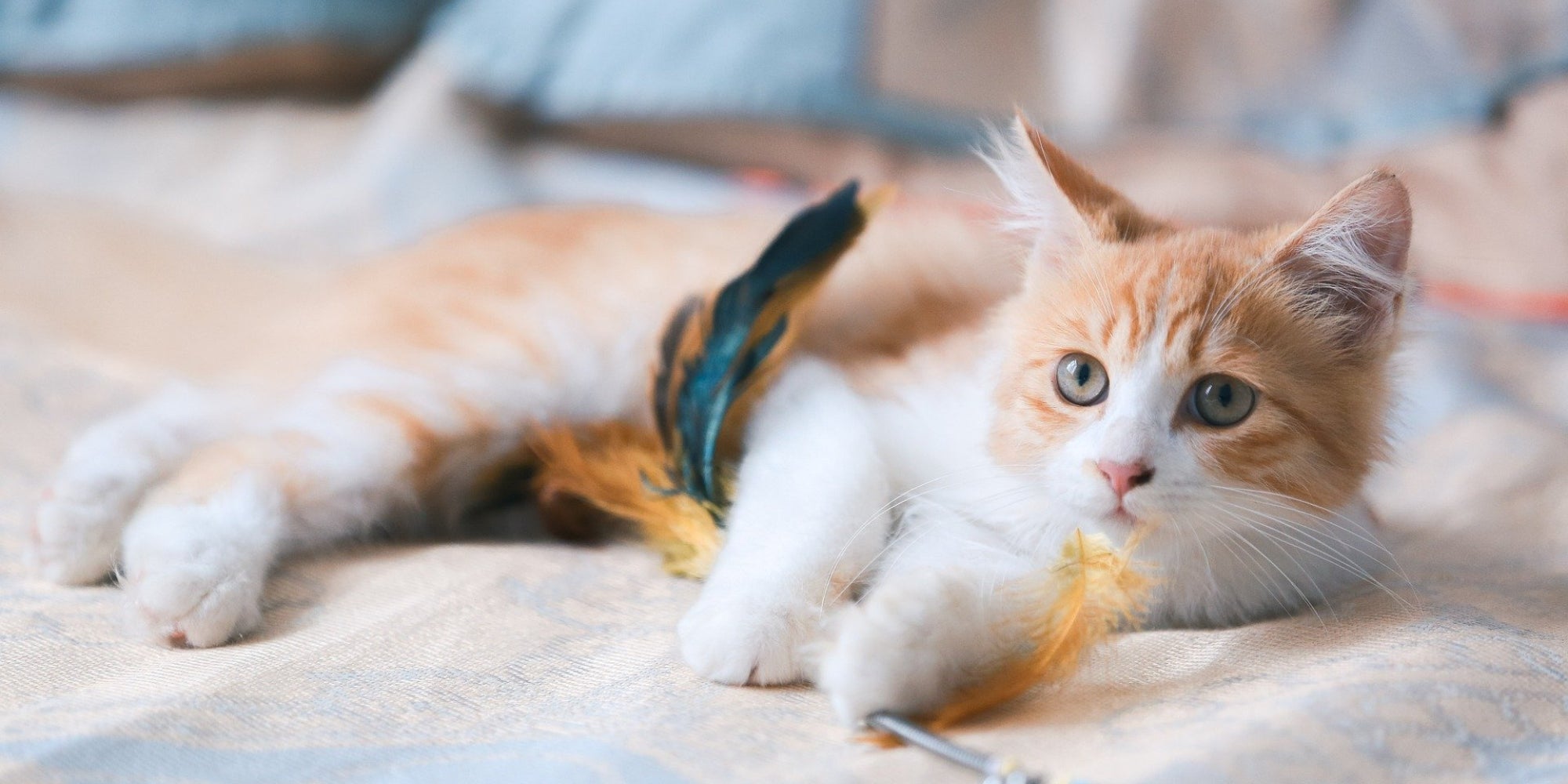 Mascota Gato Jugando con Juguete