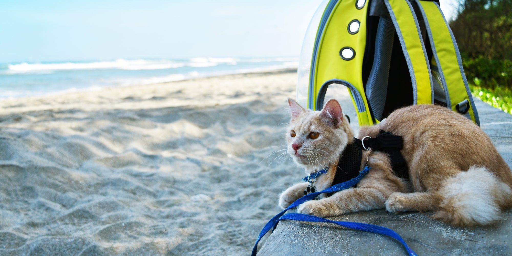 Gato de Angora sentado en la playa, concepto de viaje de mascotas