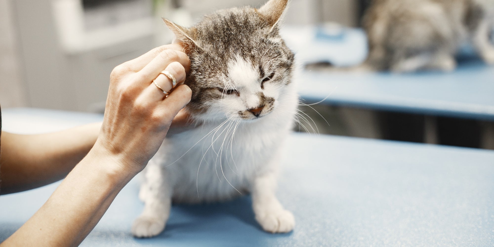 Gato al que le limpia las orejas un veterinario
