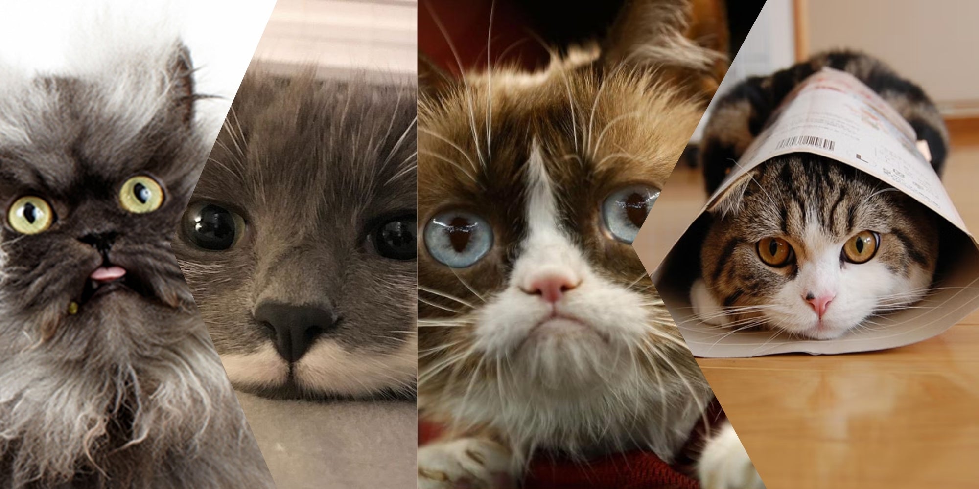 Un collage de varios gatos famosos en internet.