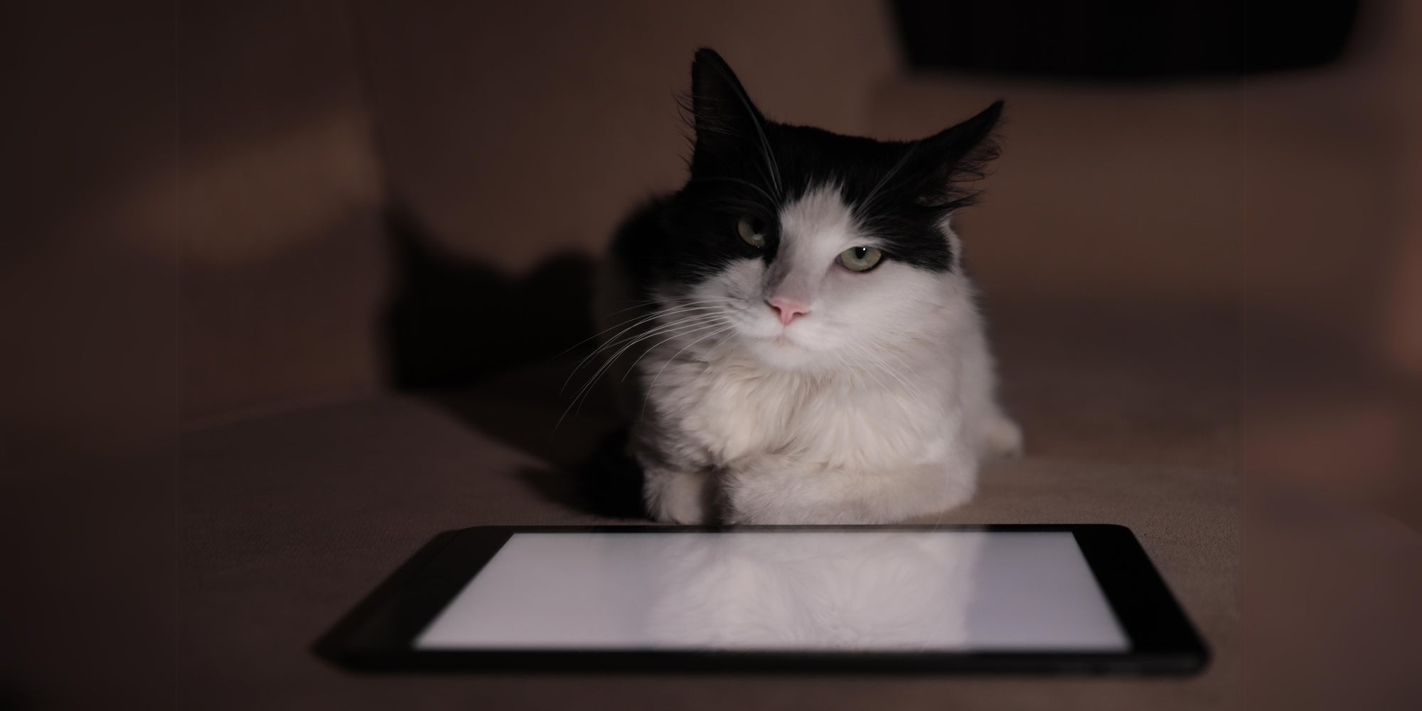 un gato interactuando con una tableta