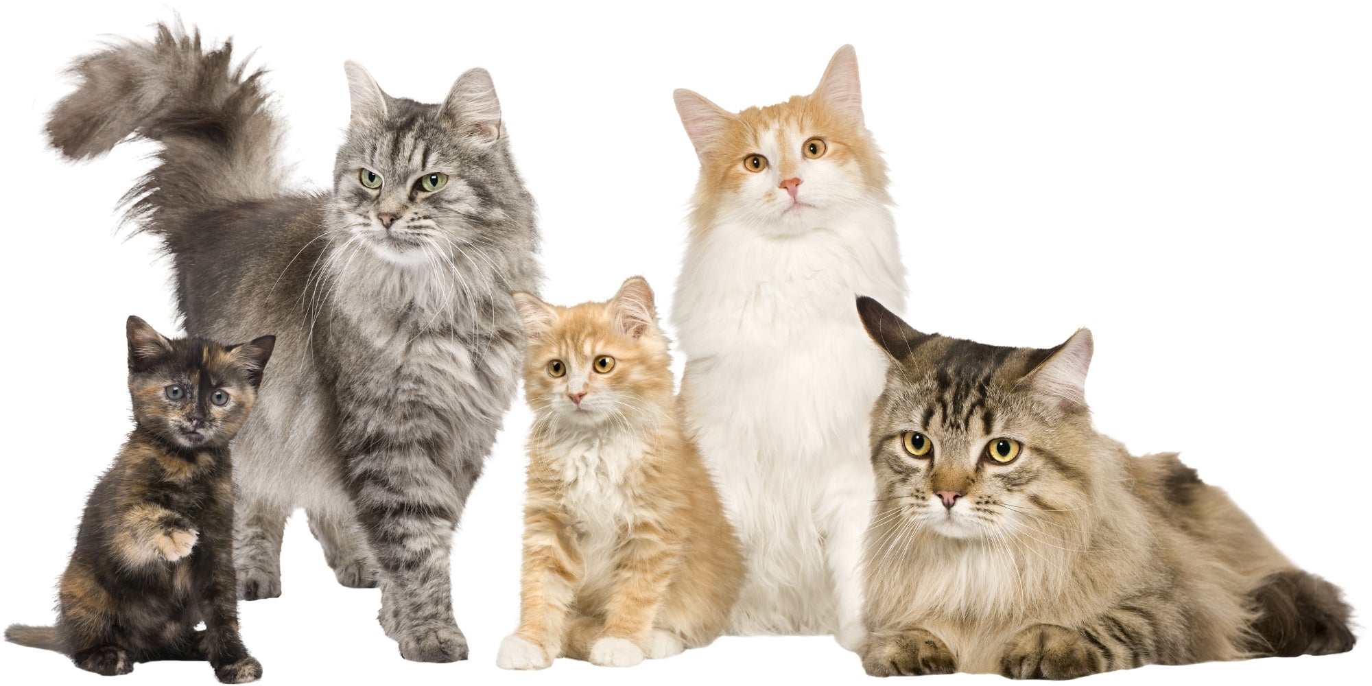 gatos de diversas edades y razas