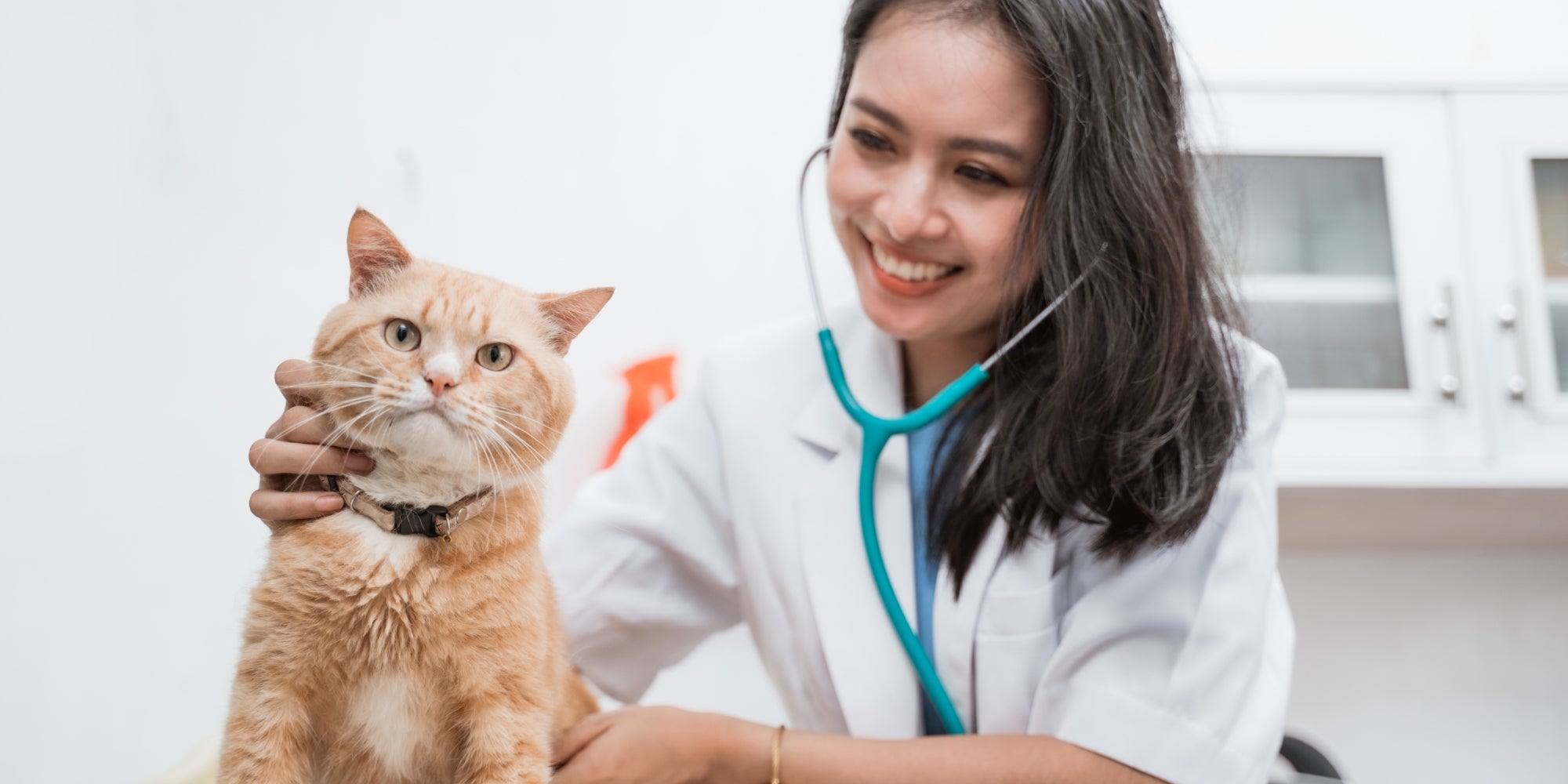 Mujer veterinaria examinando a un gato con un estetoscopio