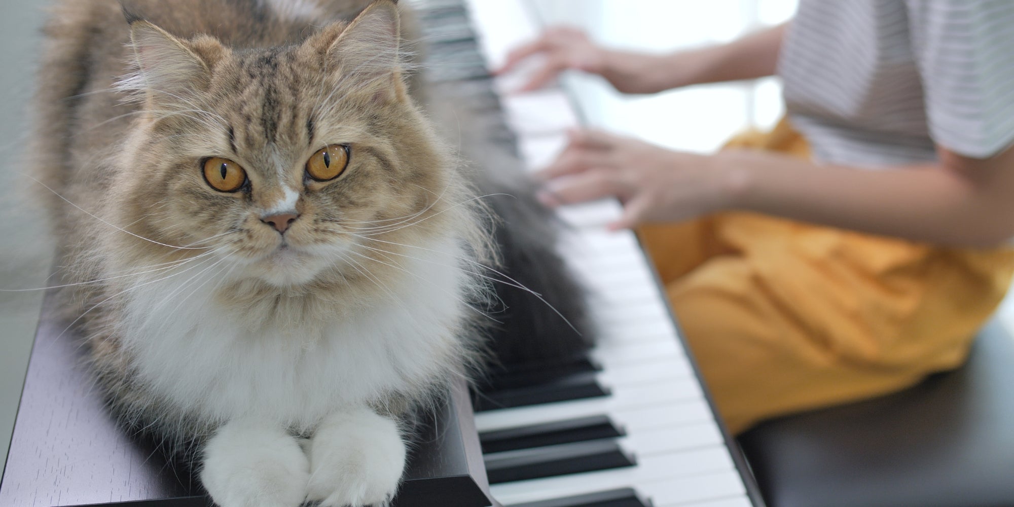 Niño jugando con un piano y un gato encima