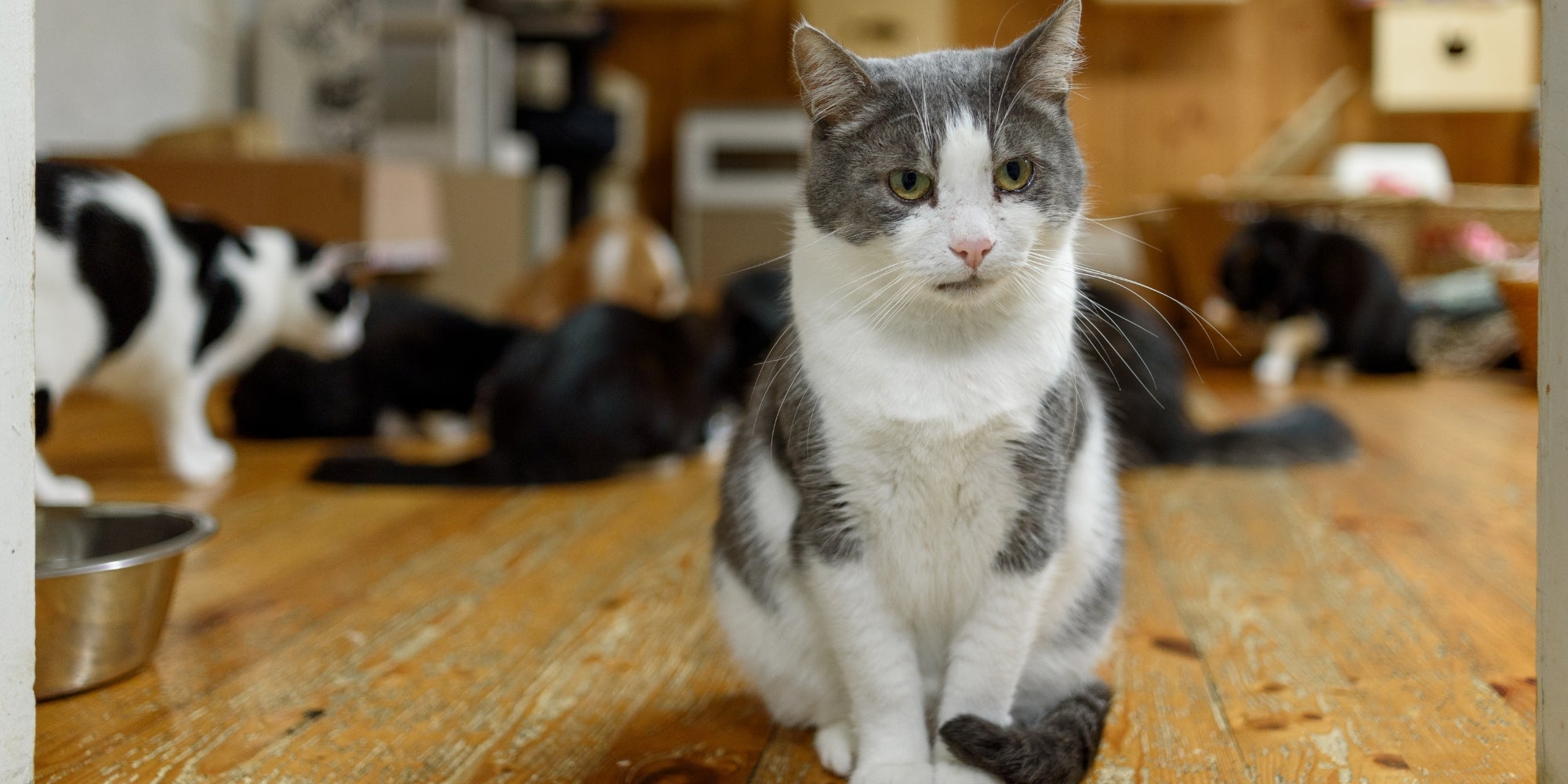 Gato en un refugio de animales